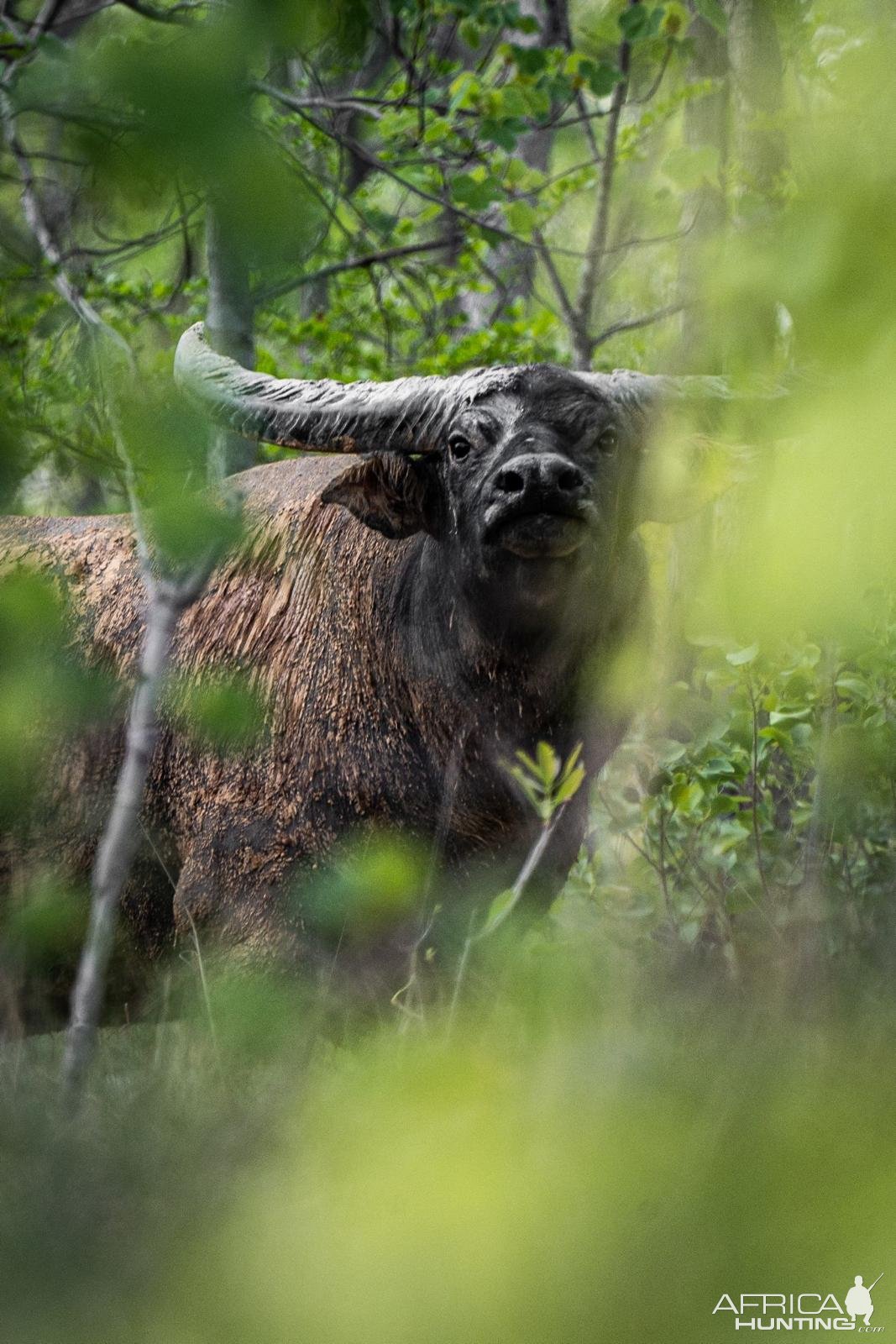 Water Buffalo Australia