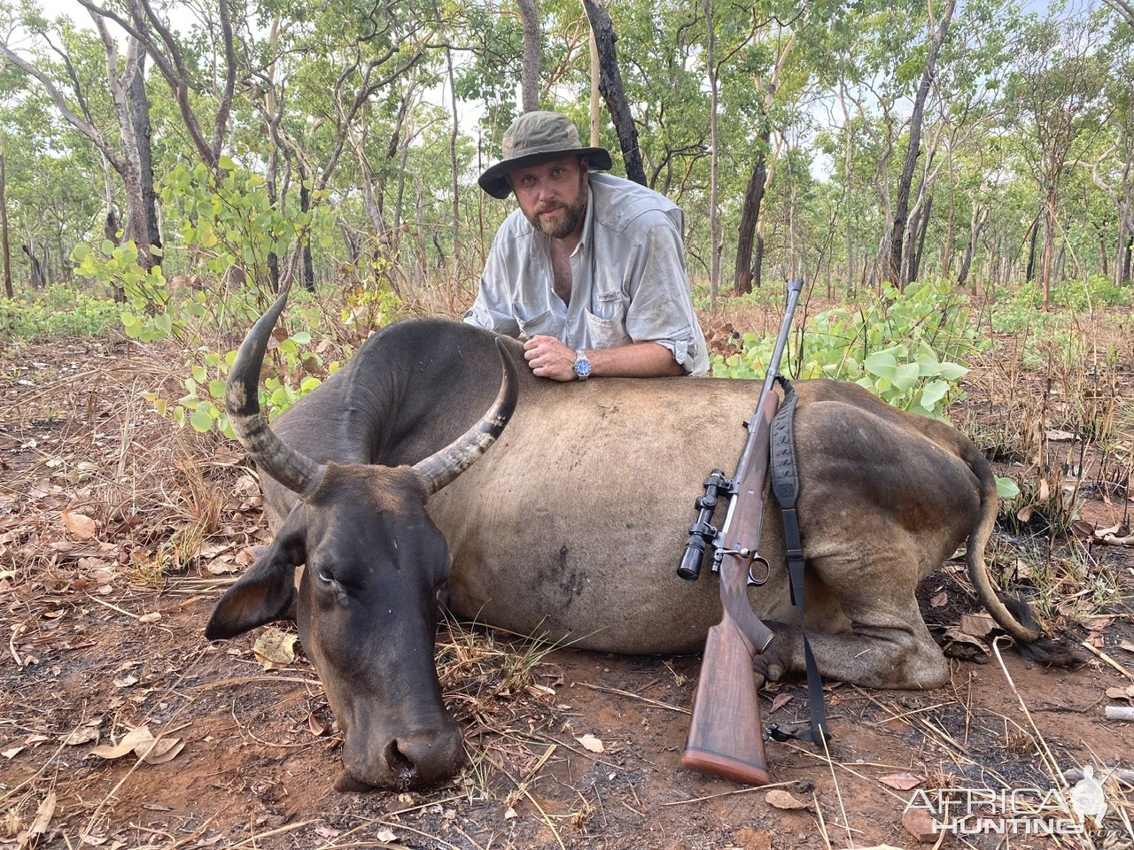 Water Buffalo Cow Hunt Australia