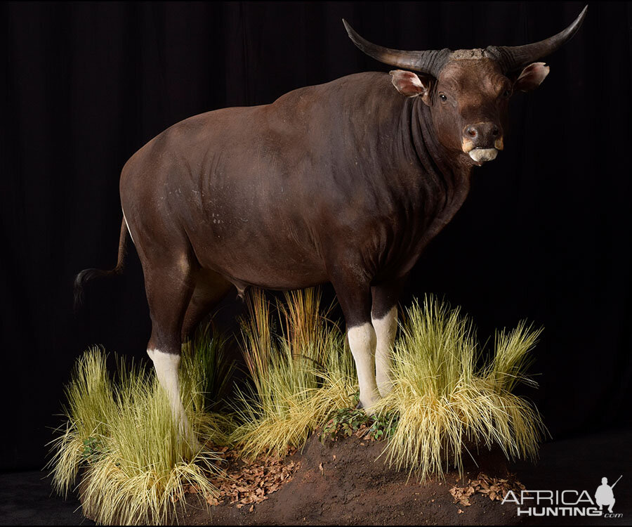 Water Buffalo Full Mount Taxidermy