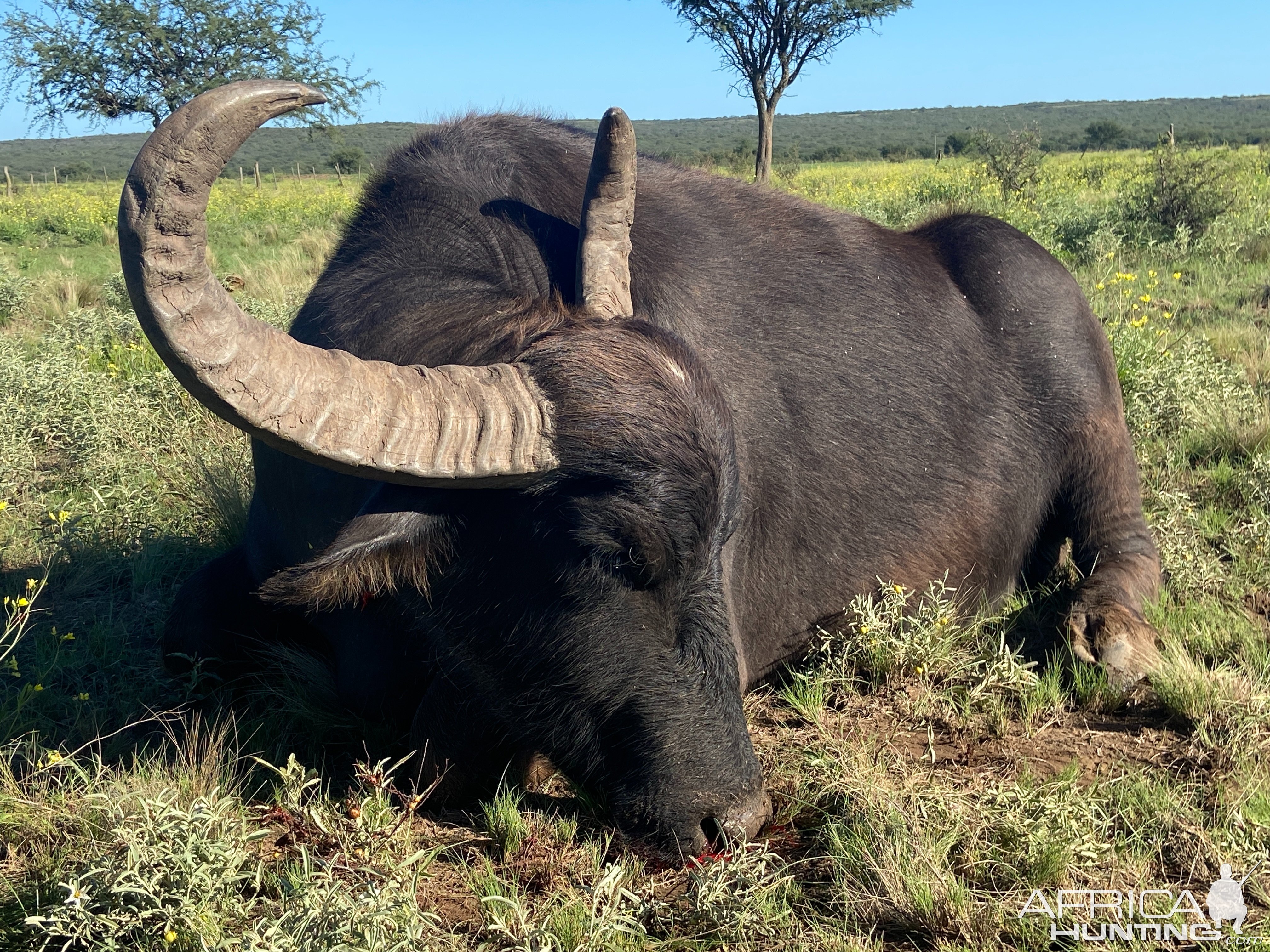 Water Buffalo Hunt Argentina