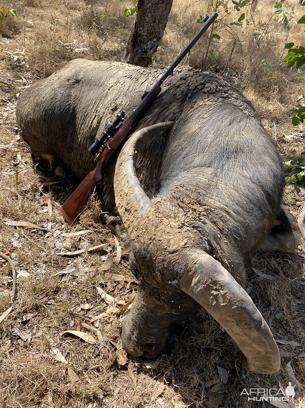 Water Buffalo Hunt Australia