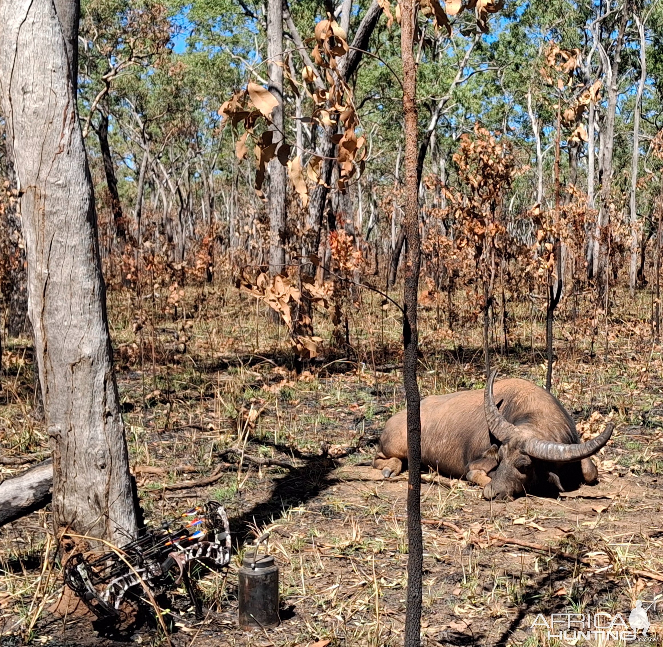 Water Buffalo Hunt Australia