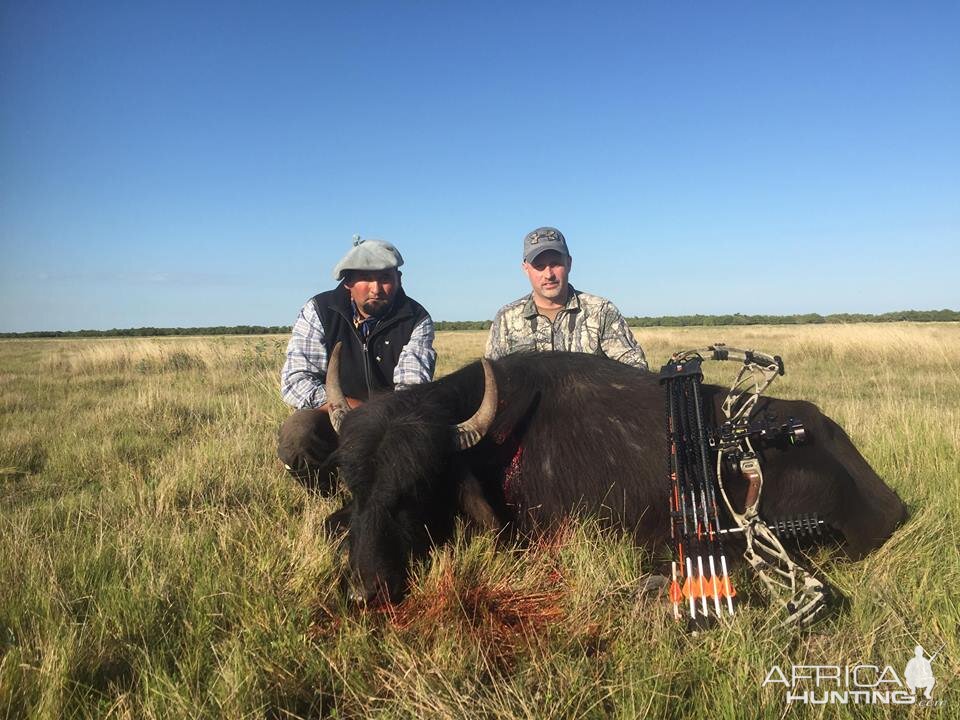 Water Buffalo Hunting Argentina