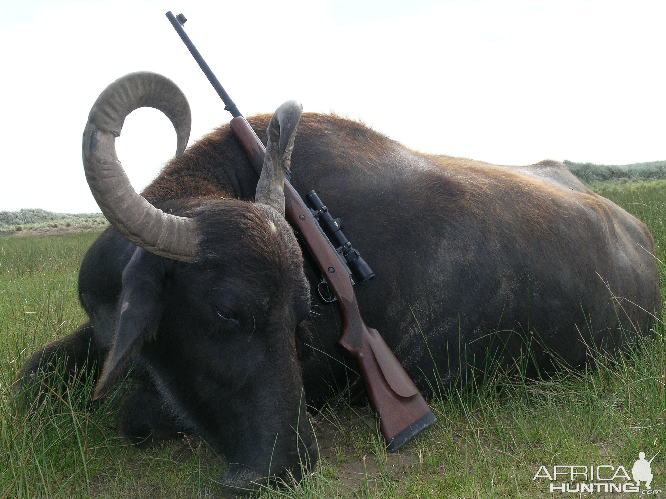 Water Buffalo Hunting Argentina