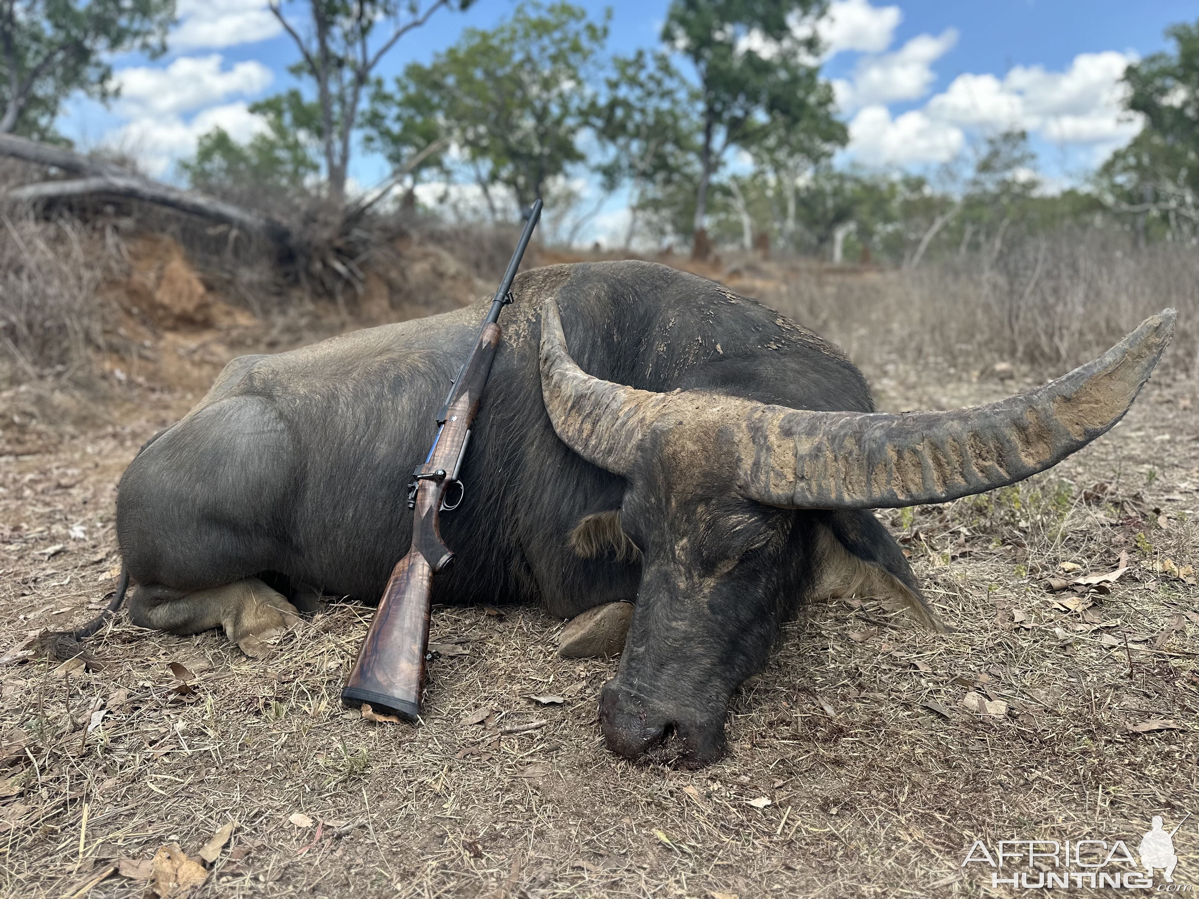 Water Buffalo Hunting Australia