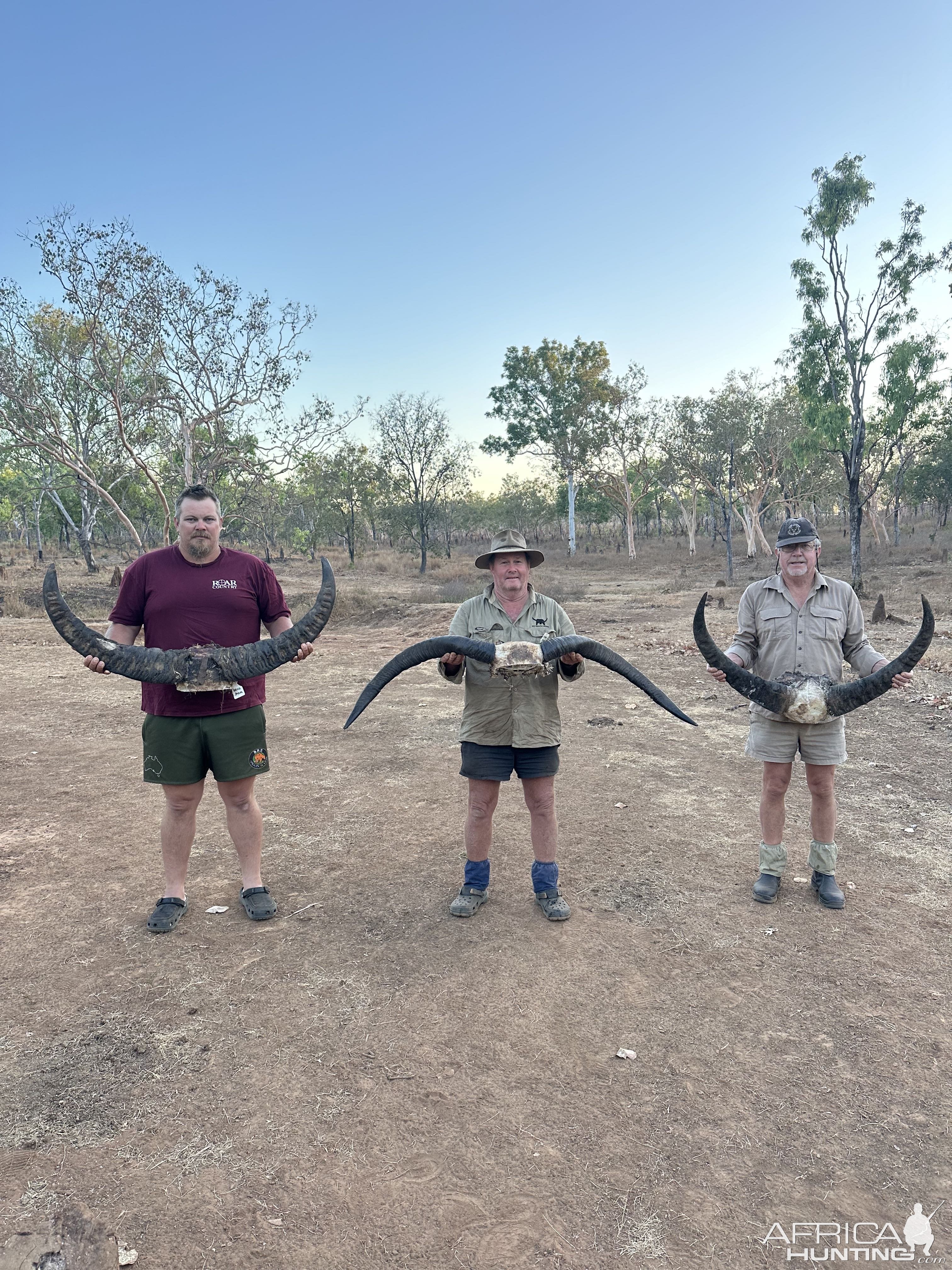 Water Buffalo Hunting Australia