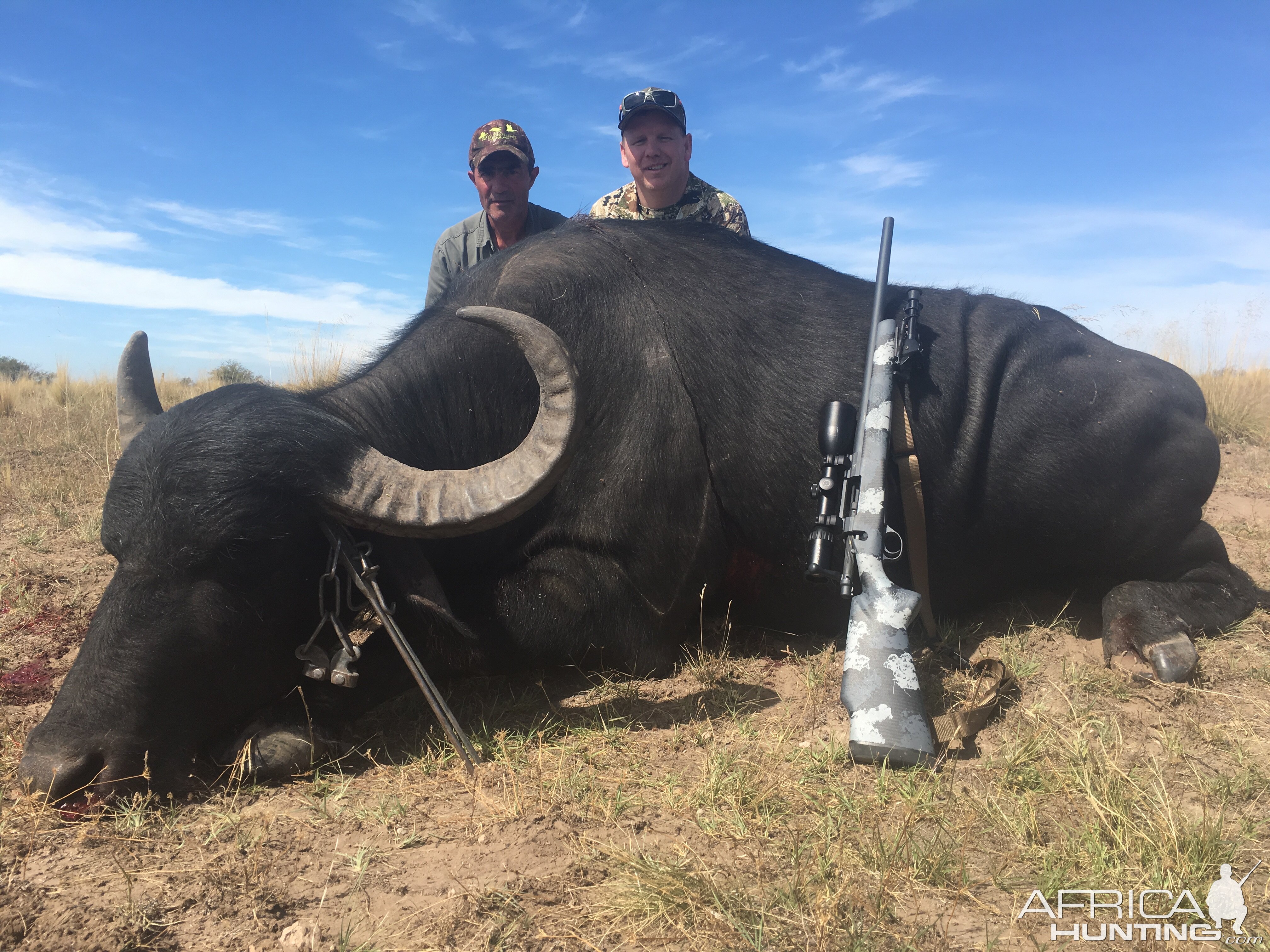 Water Buffalo in Argentina 2019