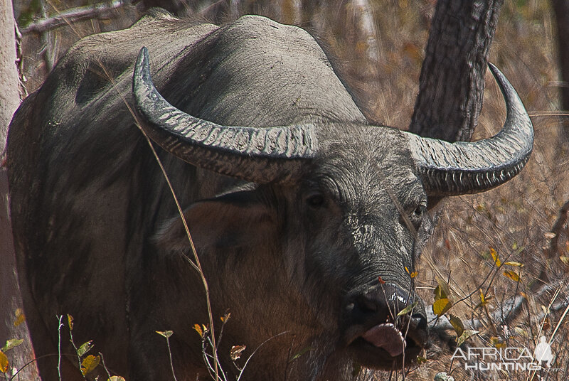 Water Buffalo Northern Territory Australia