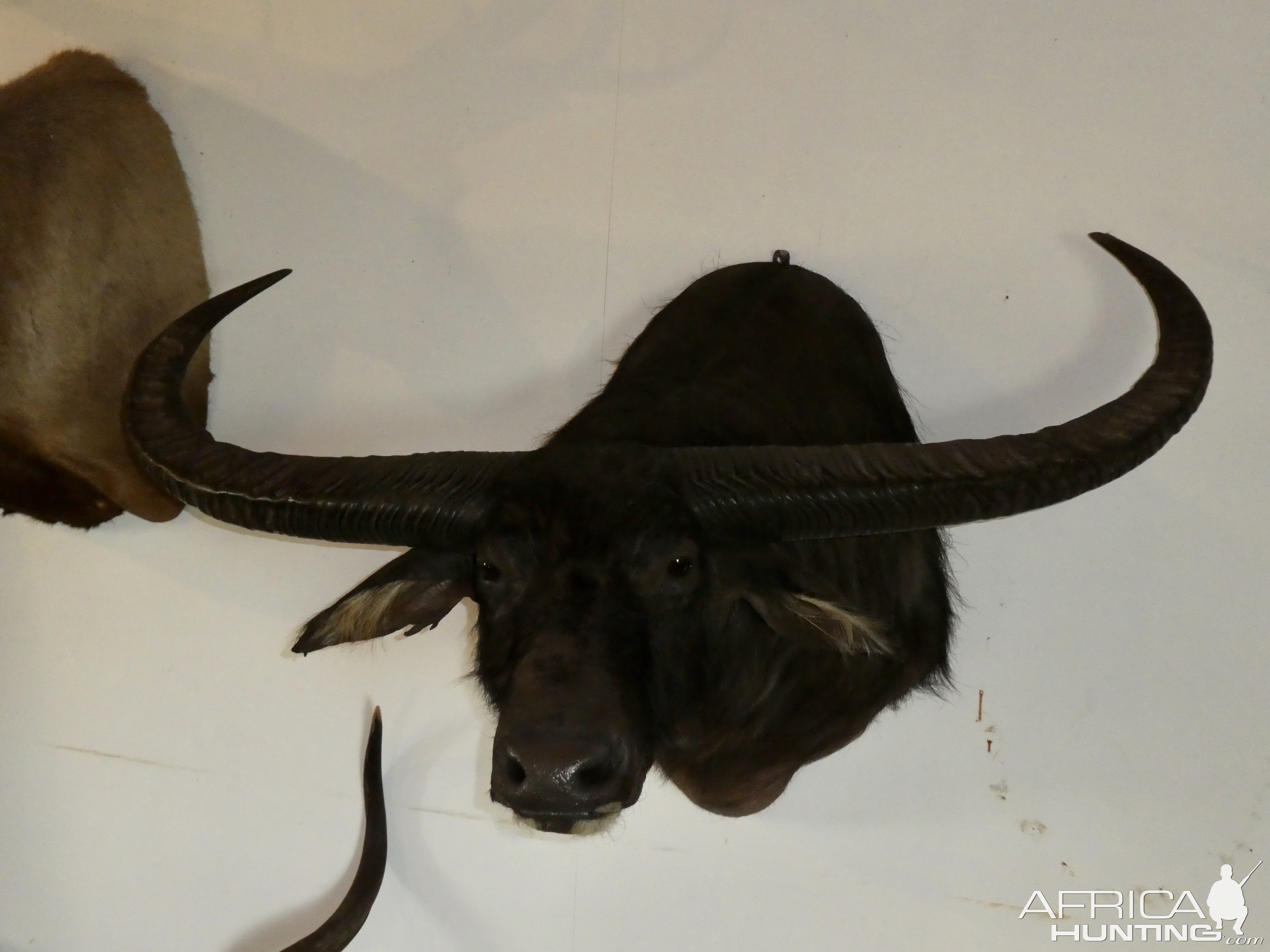 Water Buffalo Shoulder Mount Taxidermy