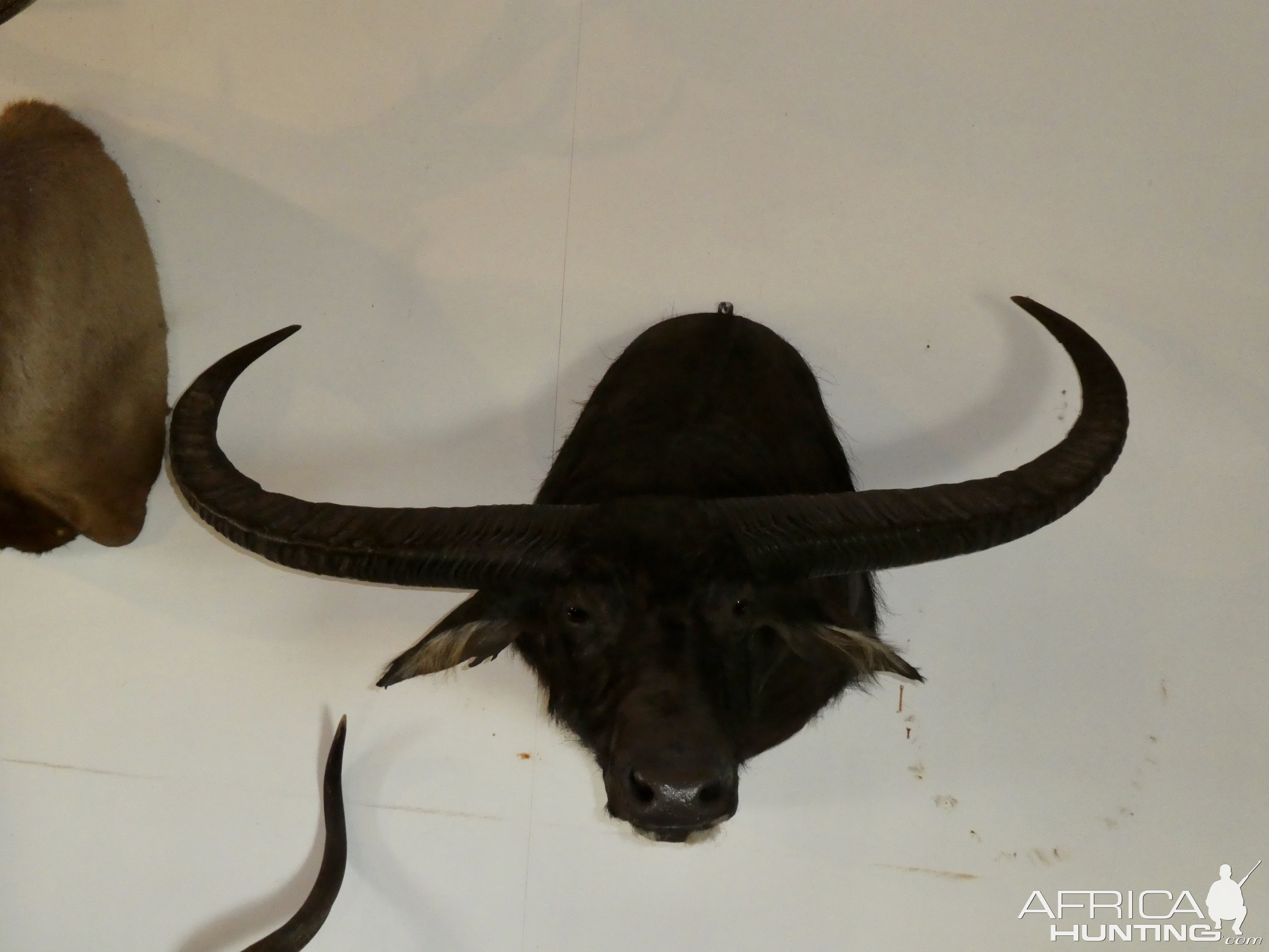 Water Buffalo Shoulder Mount Taxidermy