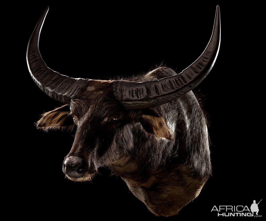 Water Buffalo Shoulder Mount Taxidermy