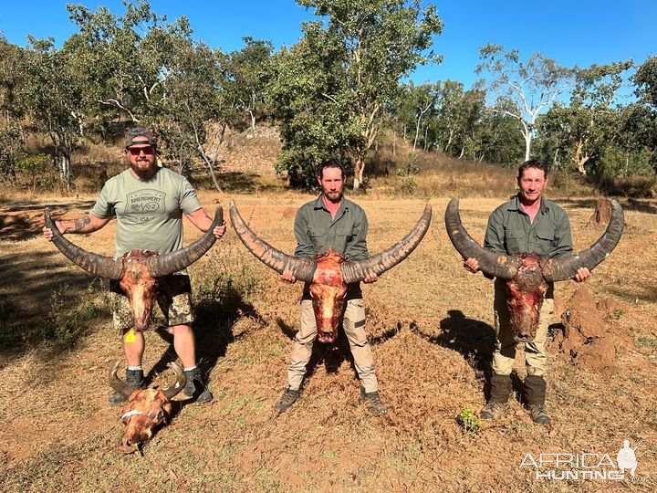 Water Buffalo Trophy Hunt Australia