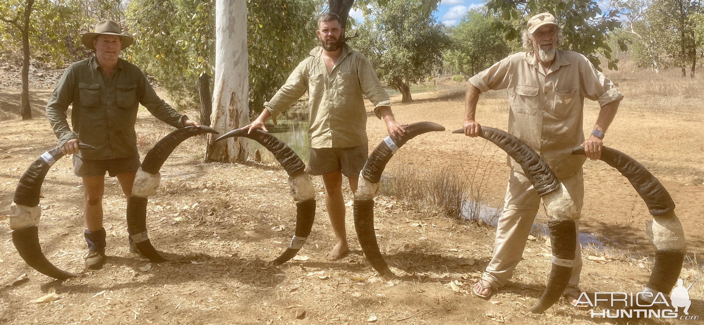 Water Buffalo Tusks Australia