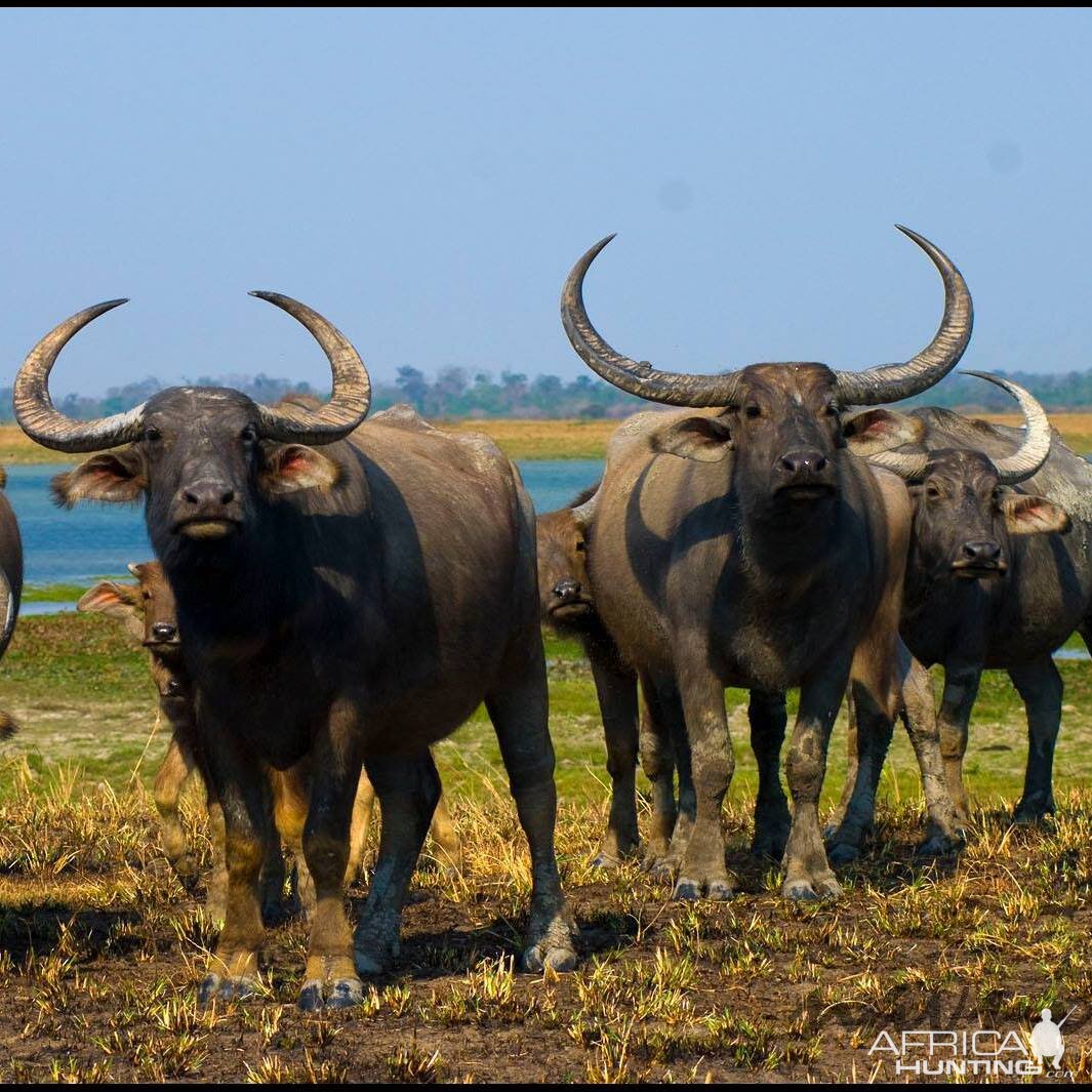 Water Buffalo