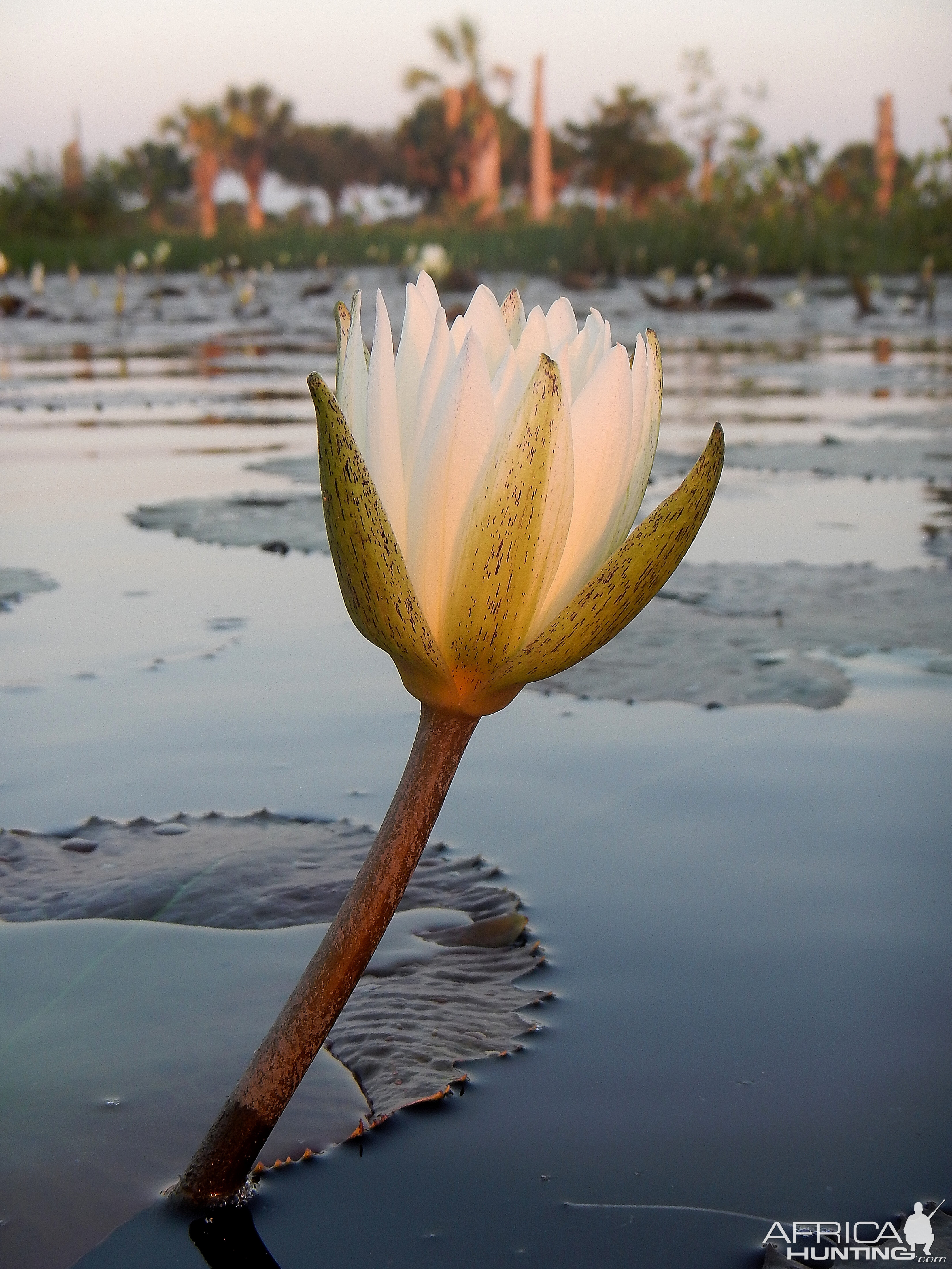 Water lily