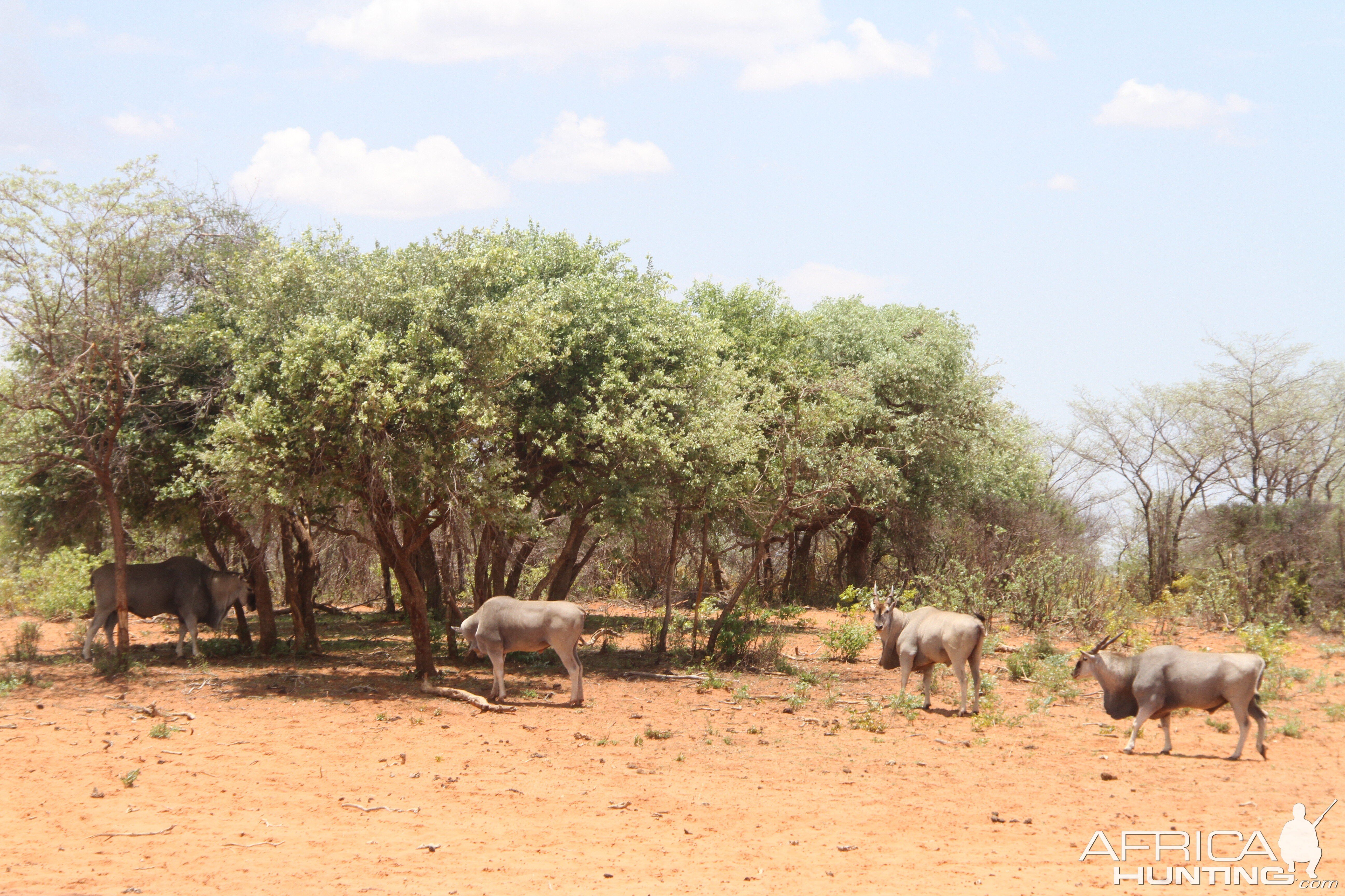 Waterberg Plateau National Park Eland Namibia