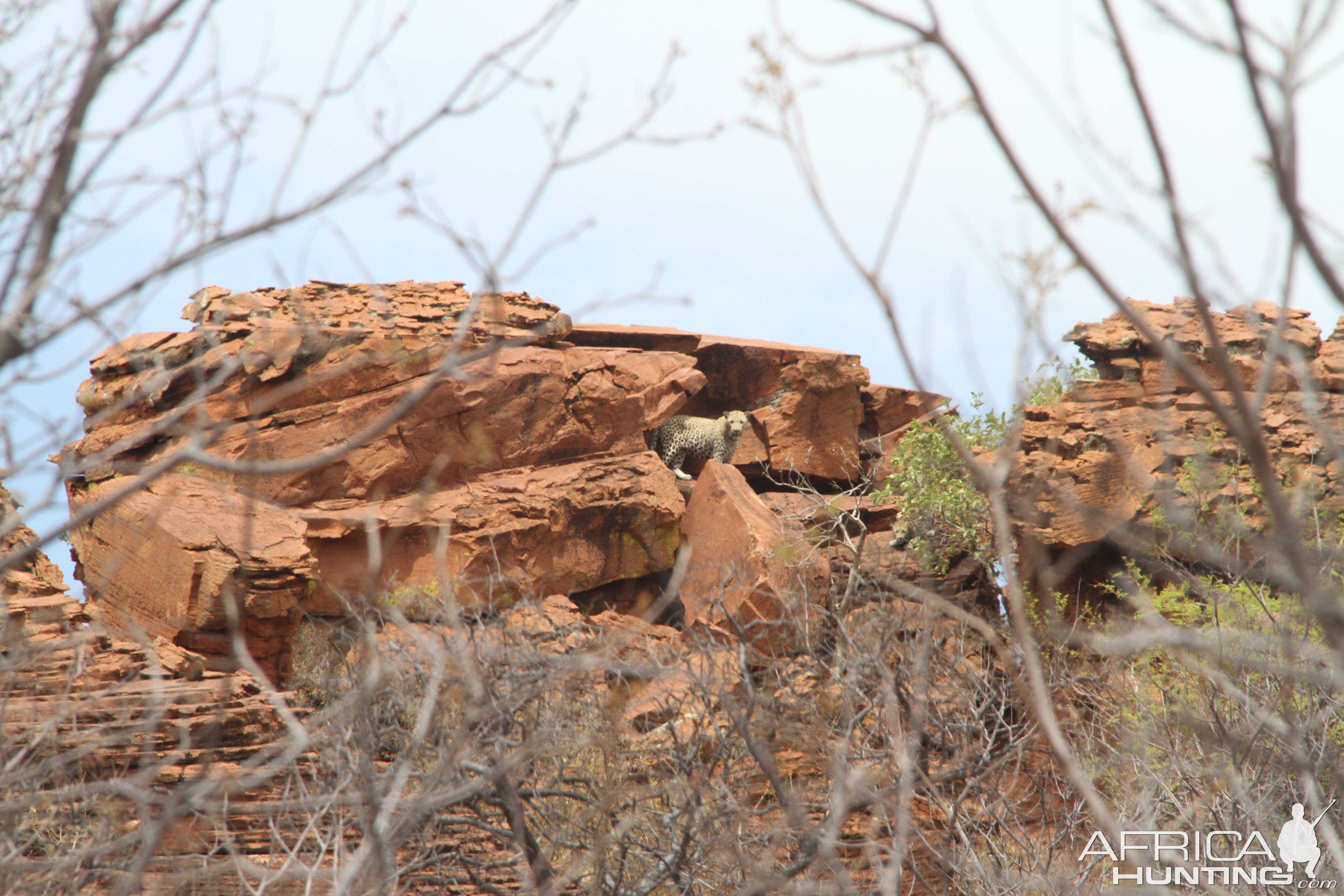 Waterberg Plateau National Park Leopard Namibia