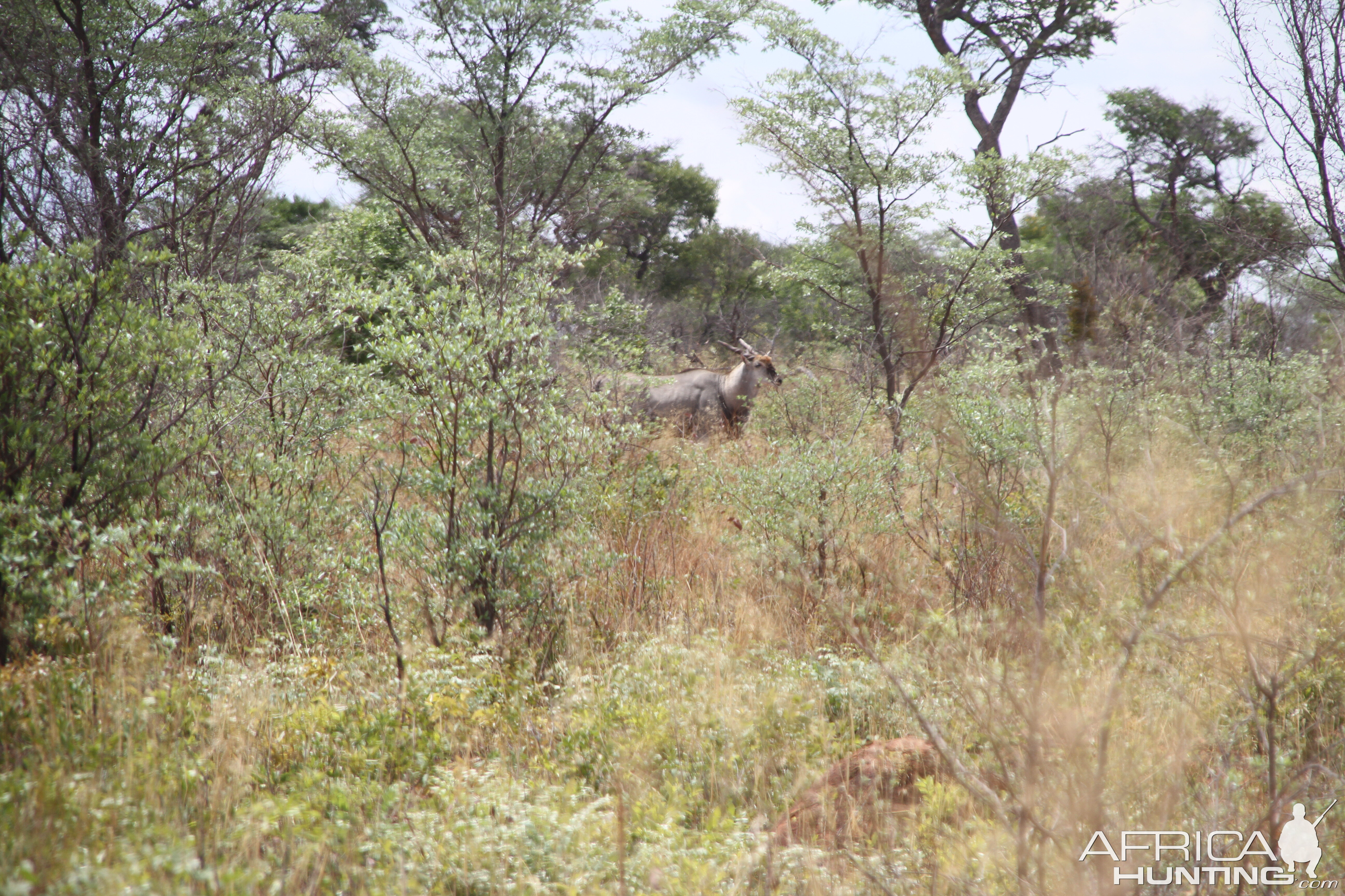 Waterberg Plateau National Park Namibia Eland