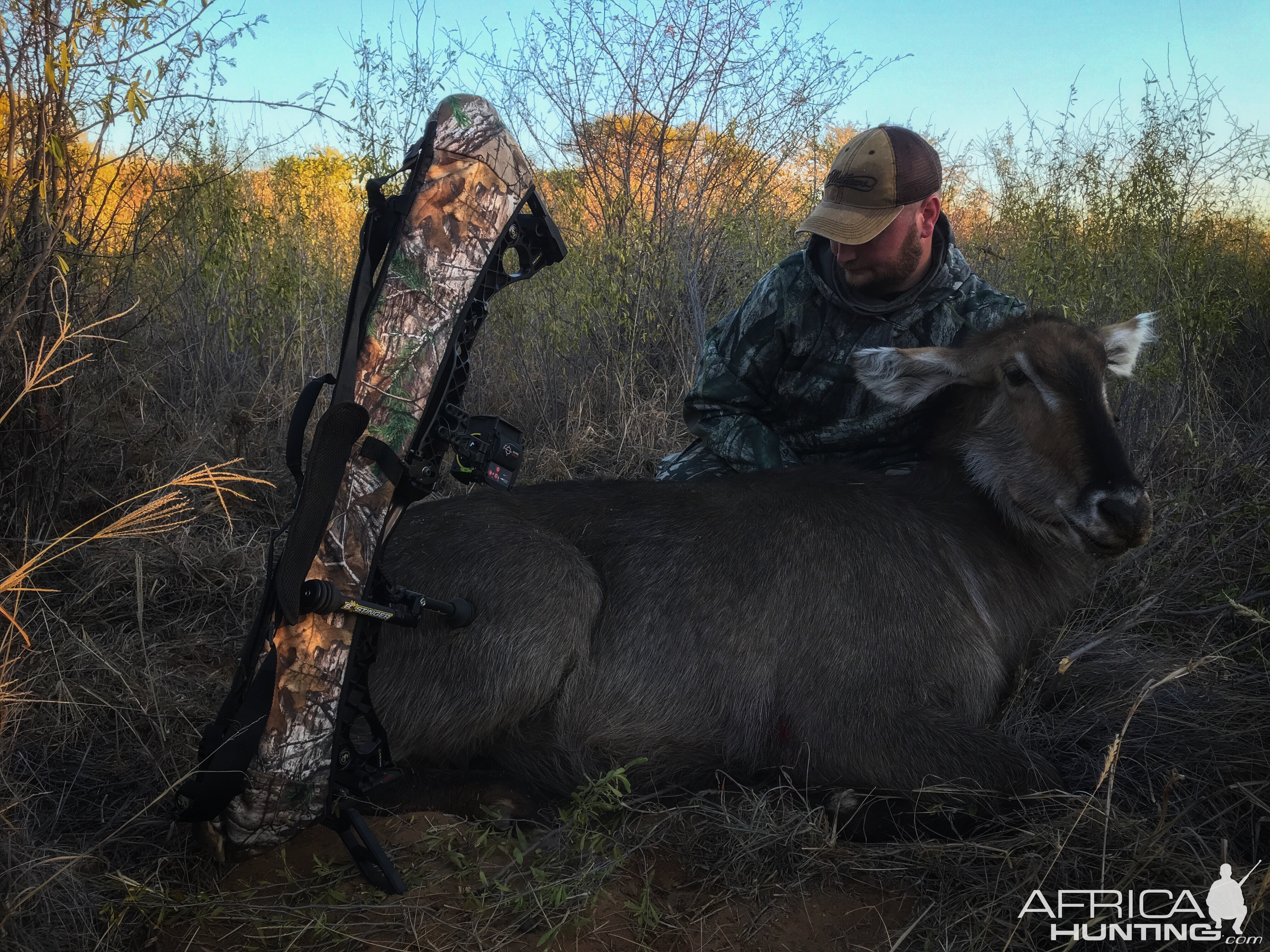 Waterbuck “Kobus Ellipsiprymnus” Bowhunting South Africa