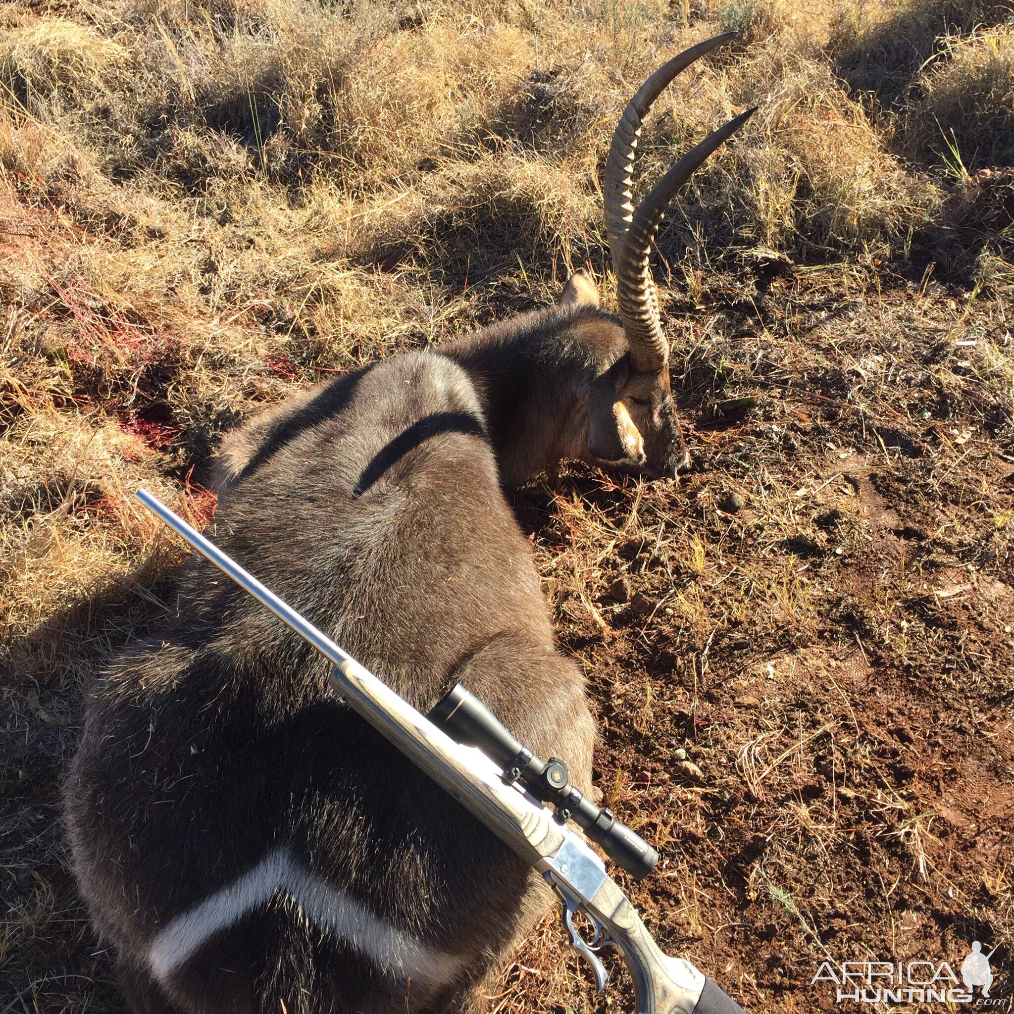 Waterbuck 2016