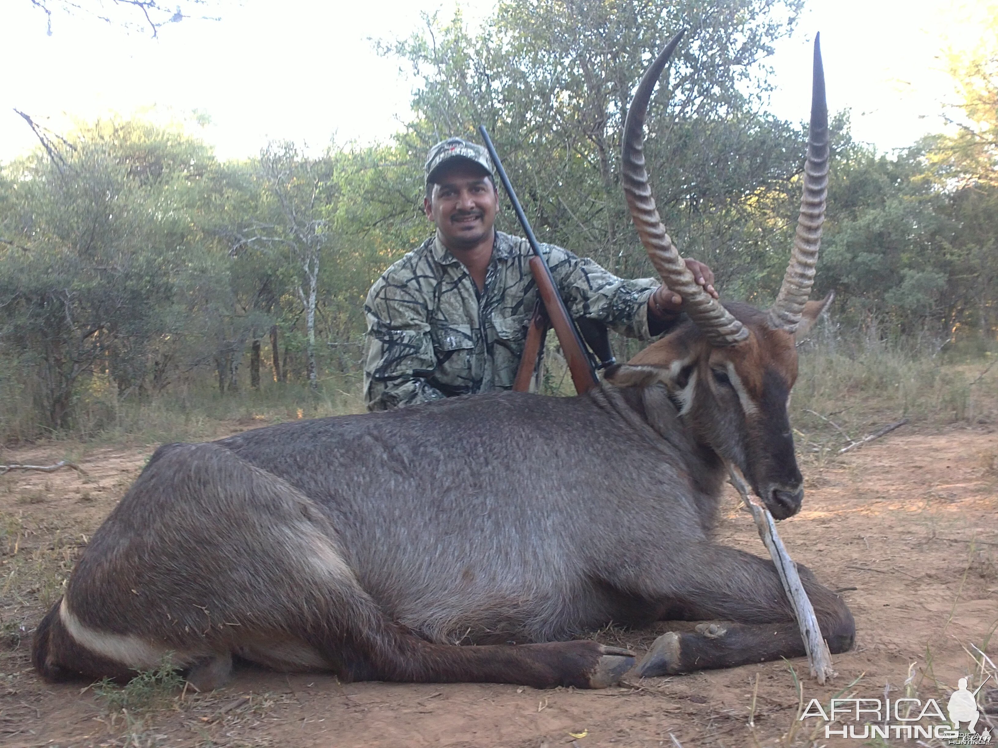 Waterbuck 27.75 inch