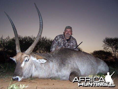 Waterbuck Bull