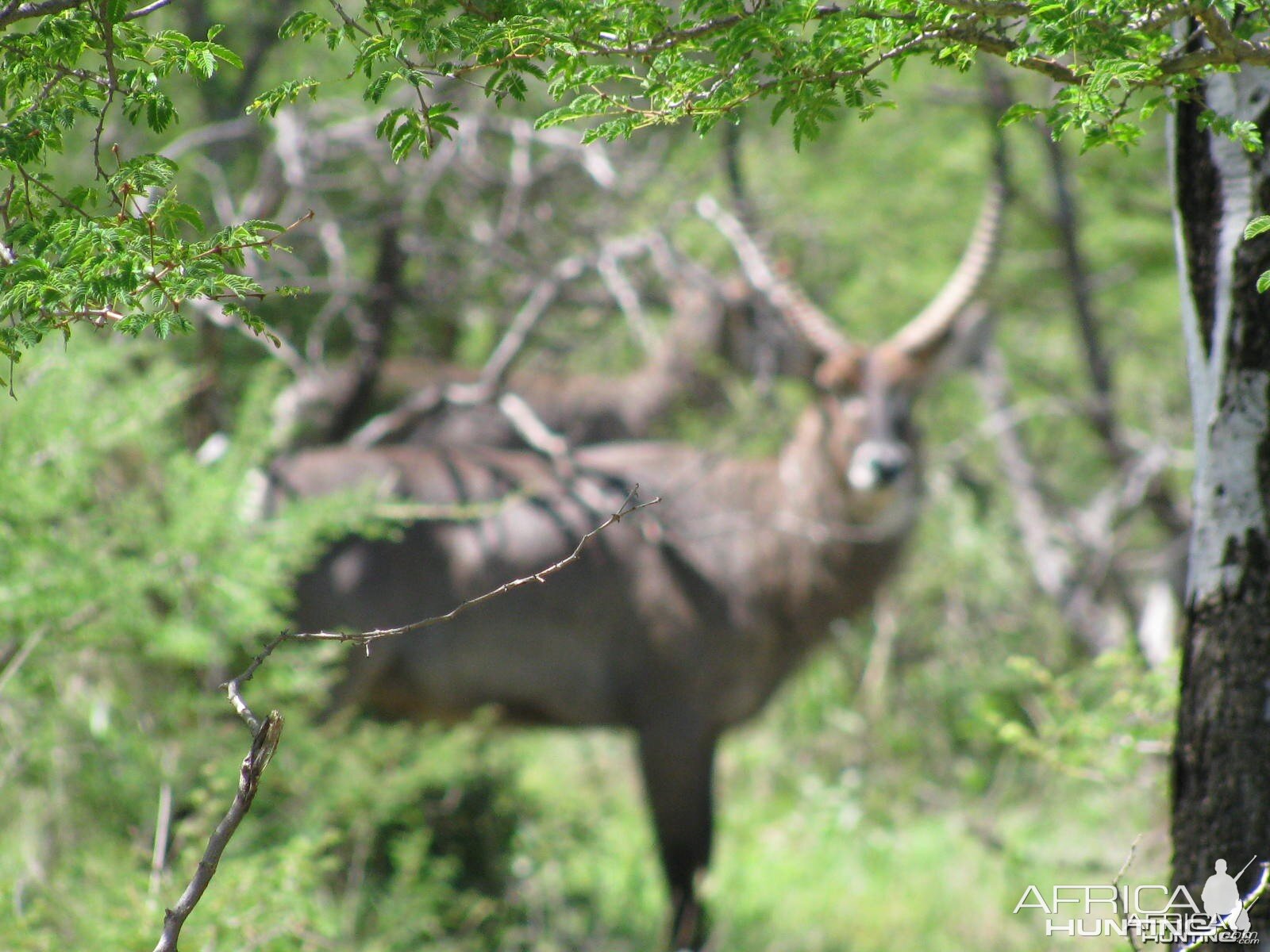 Waterbuck Bull