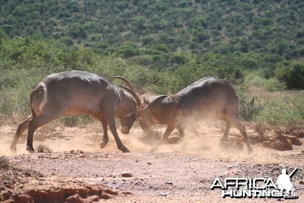 Waterbuck Bulls Fighting