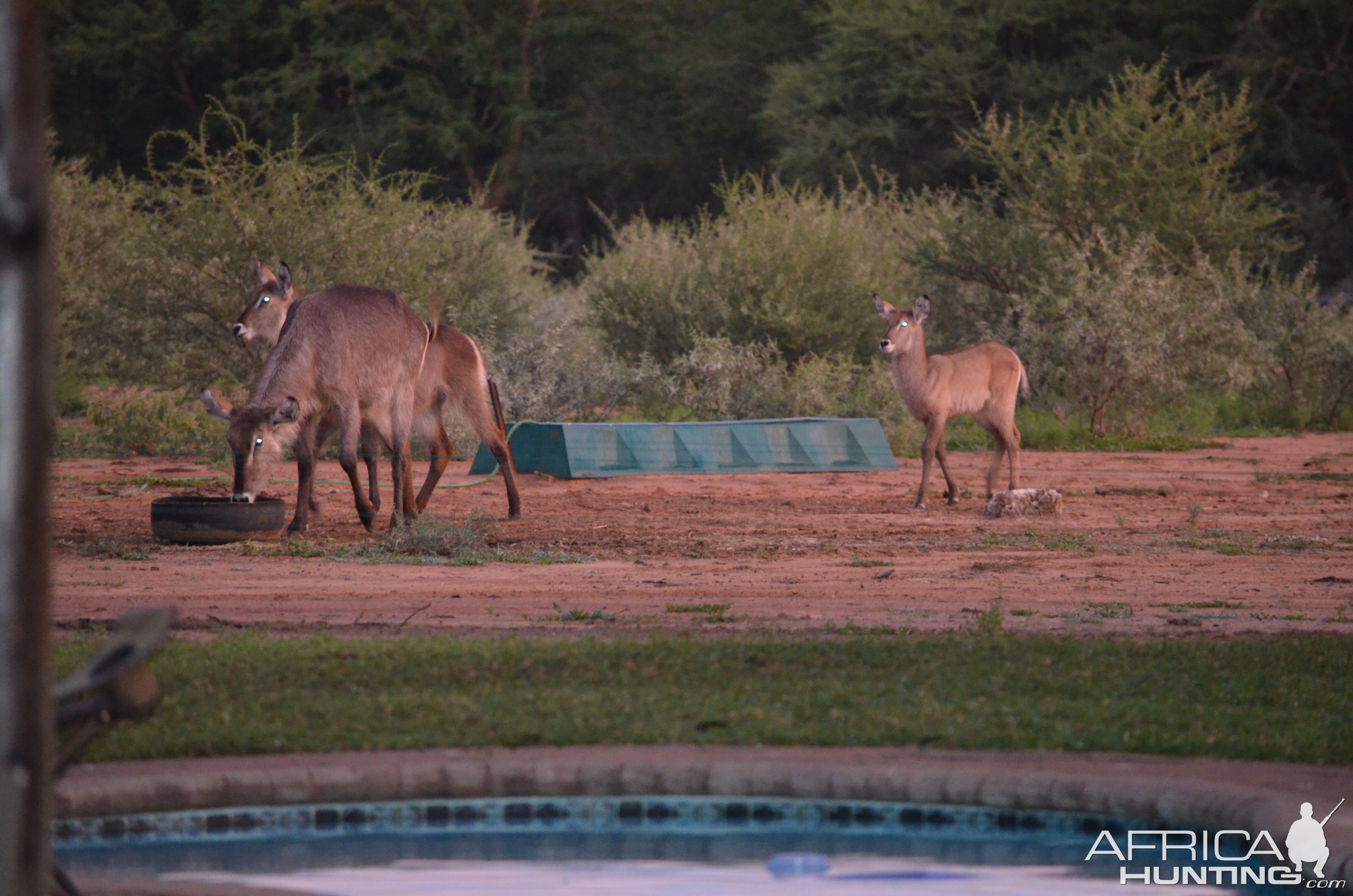 Waterbuck Females South Africa