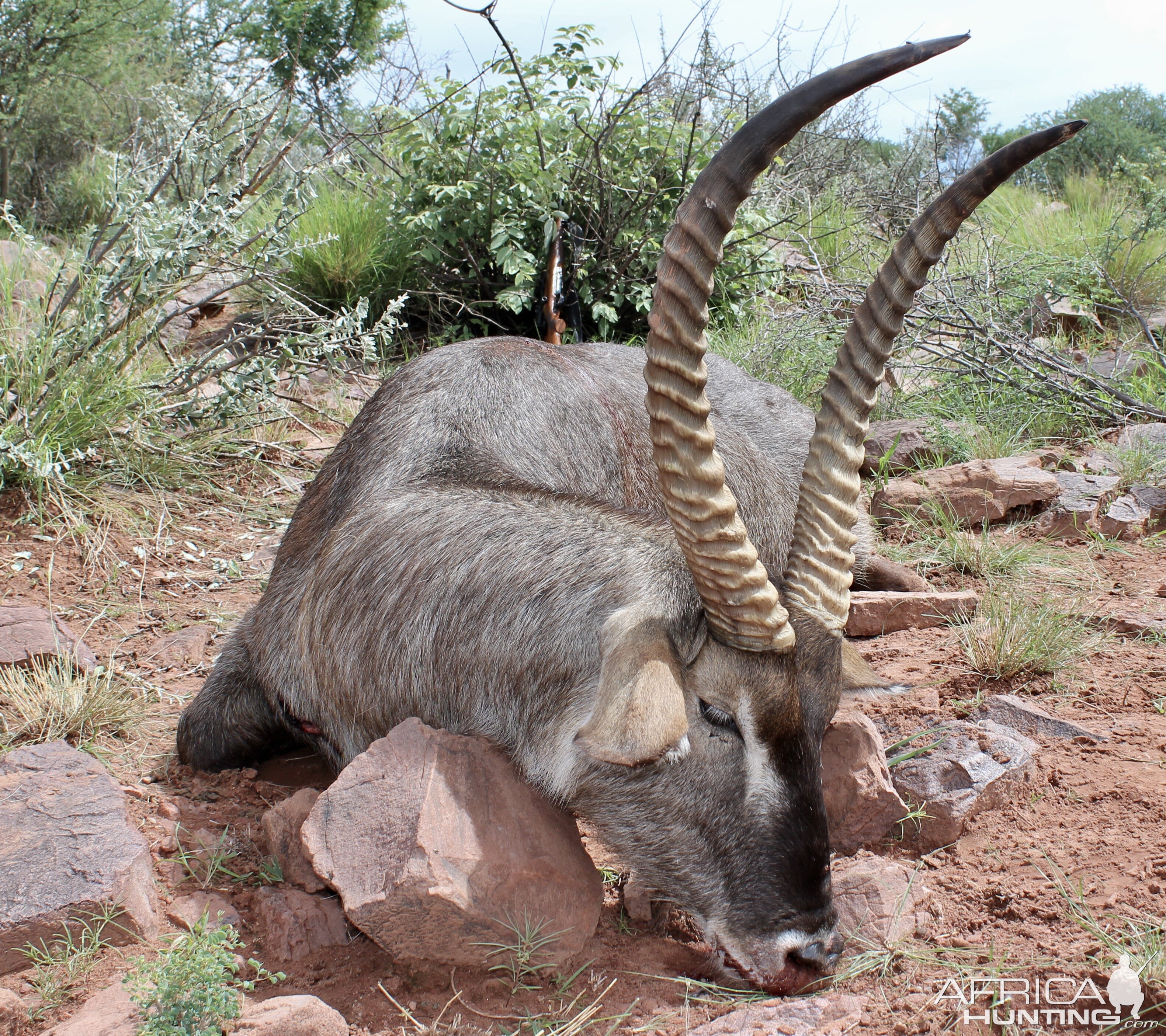 Waterbuck Guided by Zana Botes