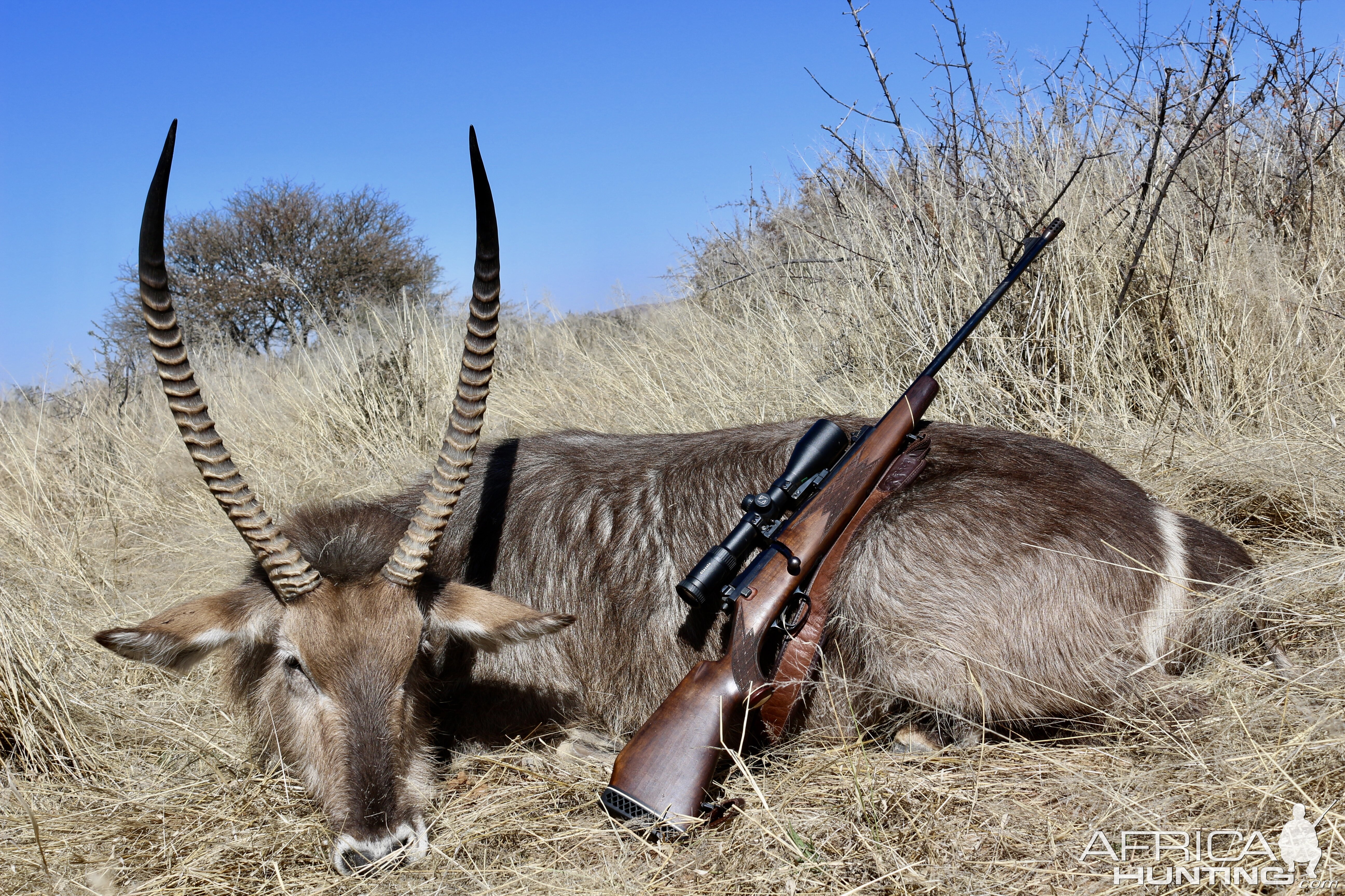 Waterbuck Guided by Zana Botes