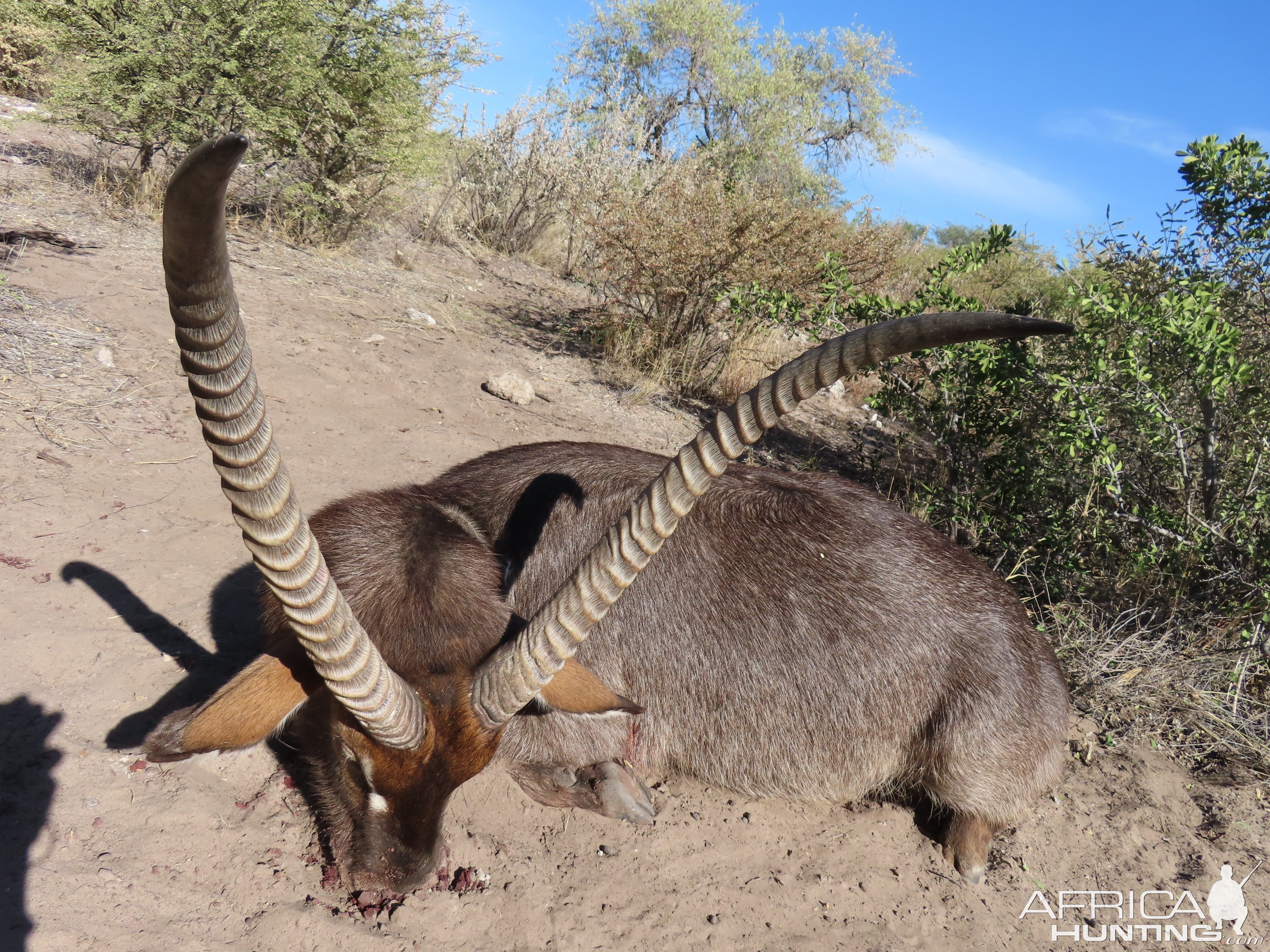 Waterbuck Hunt Botswana