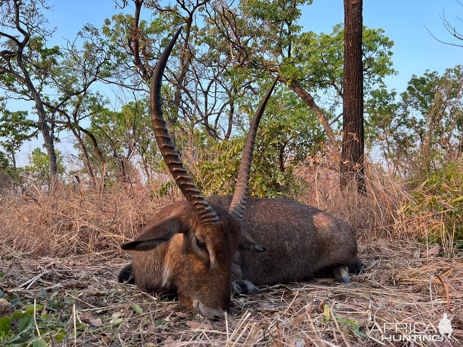 Waterbuck Hunt Cameroon