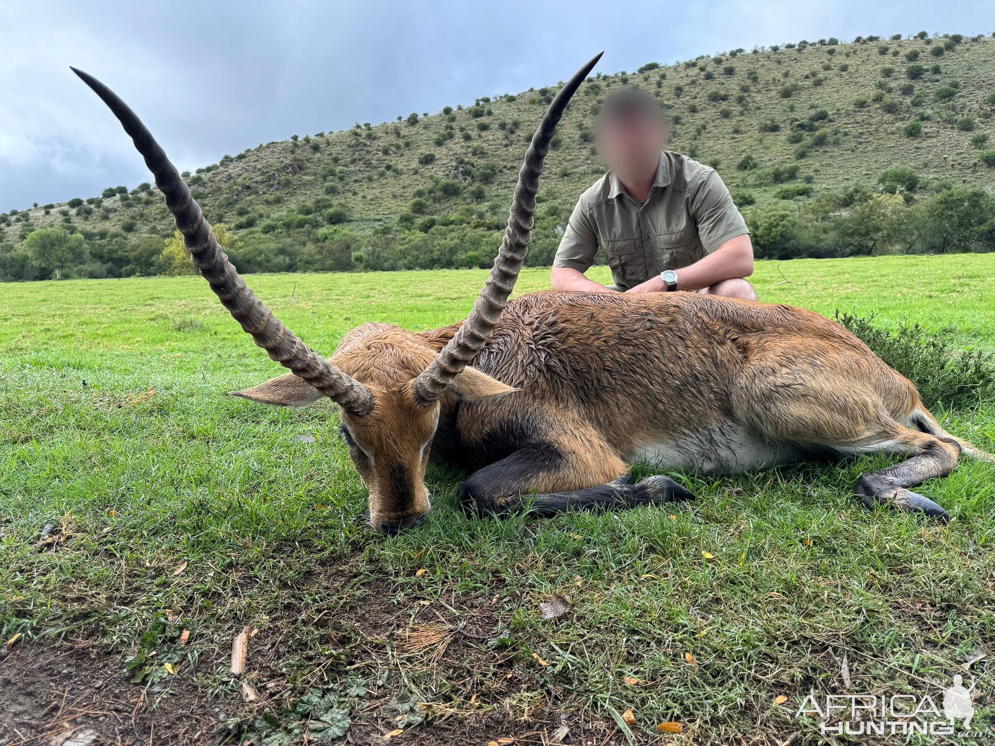 Waterbuck  Hunt Eastern Cape South Africa