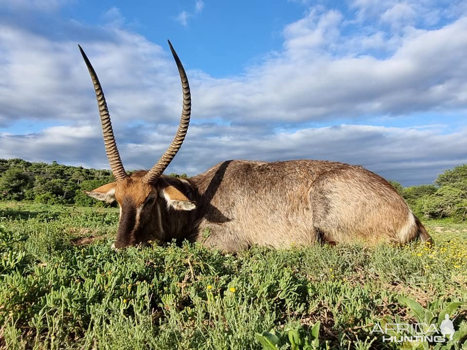 Waterbuck Hunt Eastern Cape South Africa