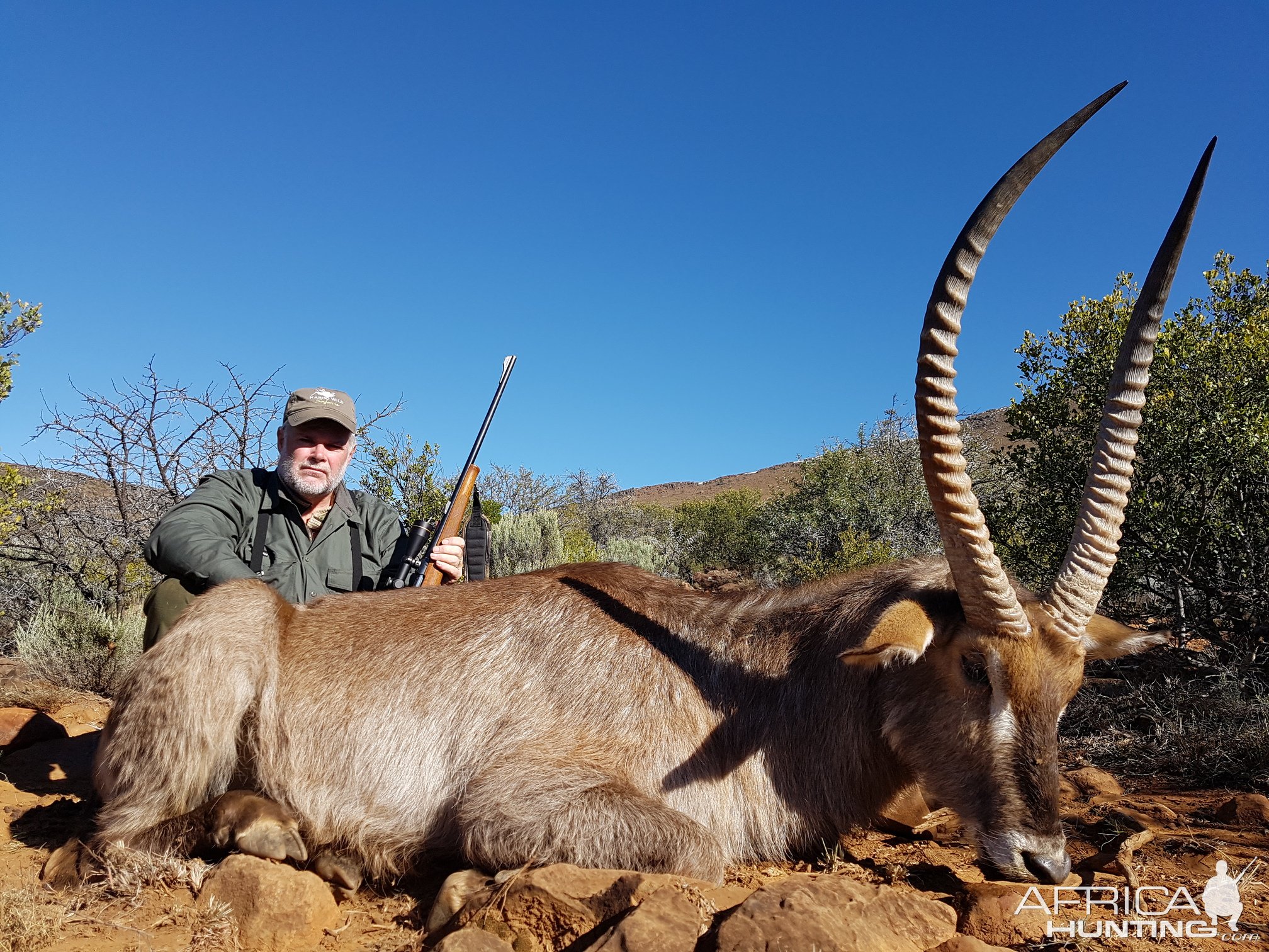 Waterbuck Hunt Karoo South Africa