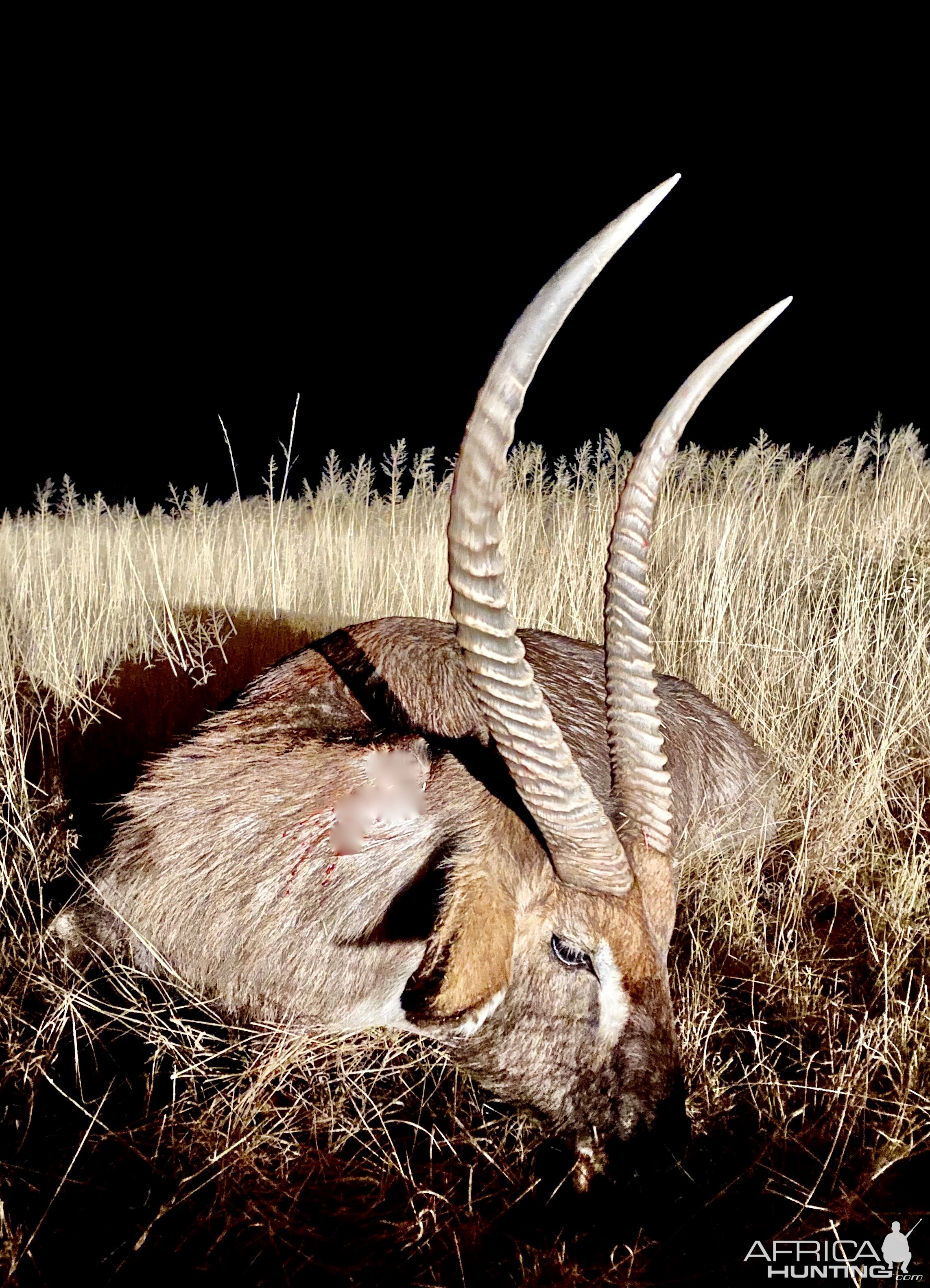 Waterbuck Hunt Namibia