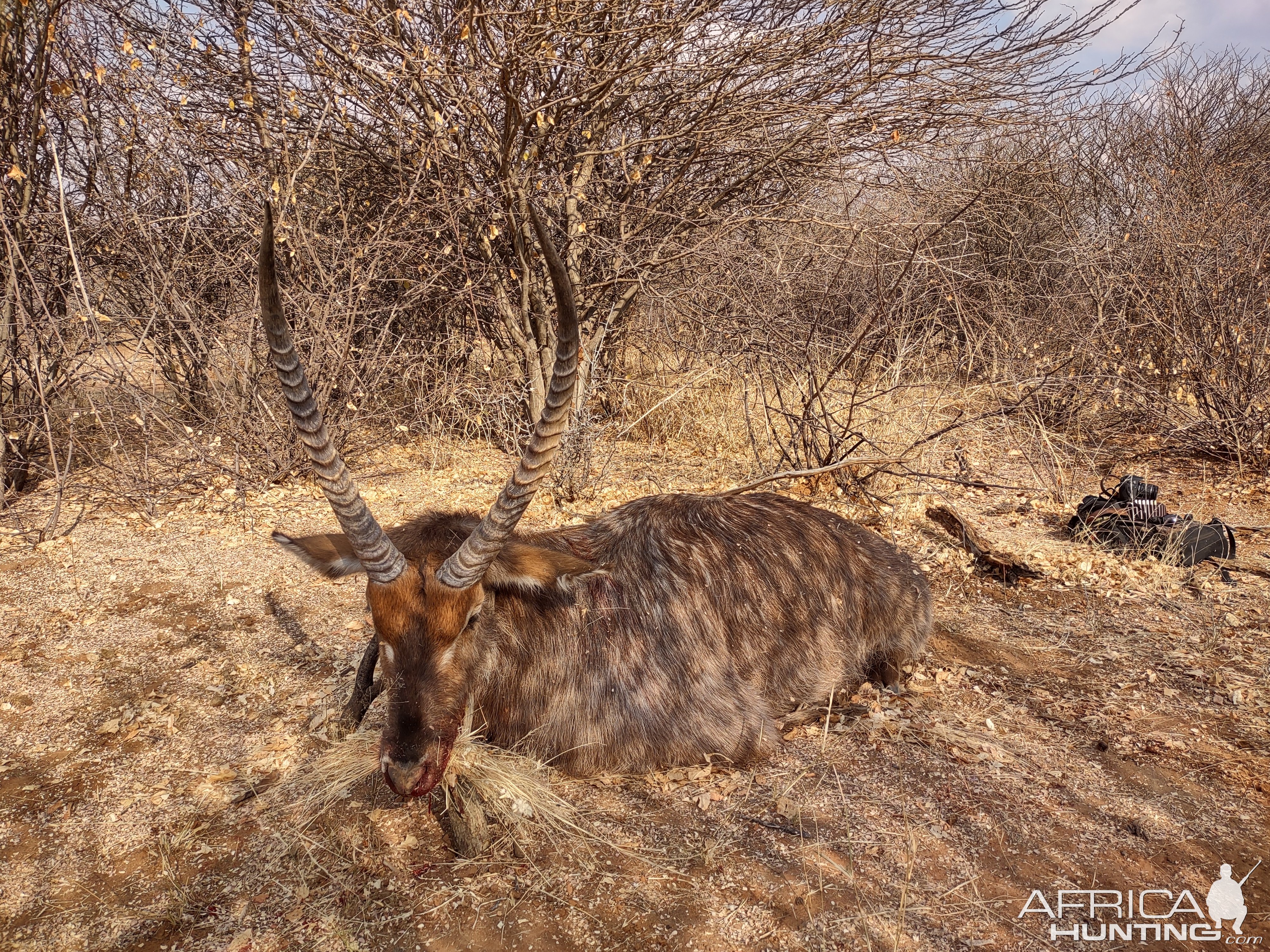 Waterbuck Hunt Namibia