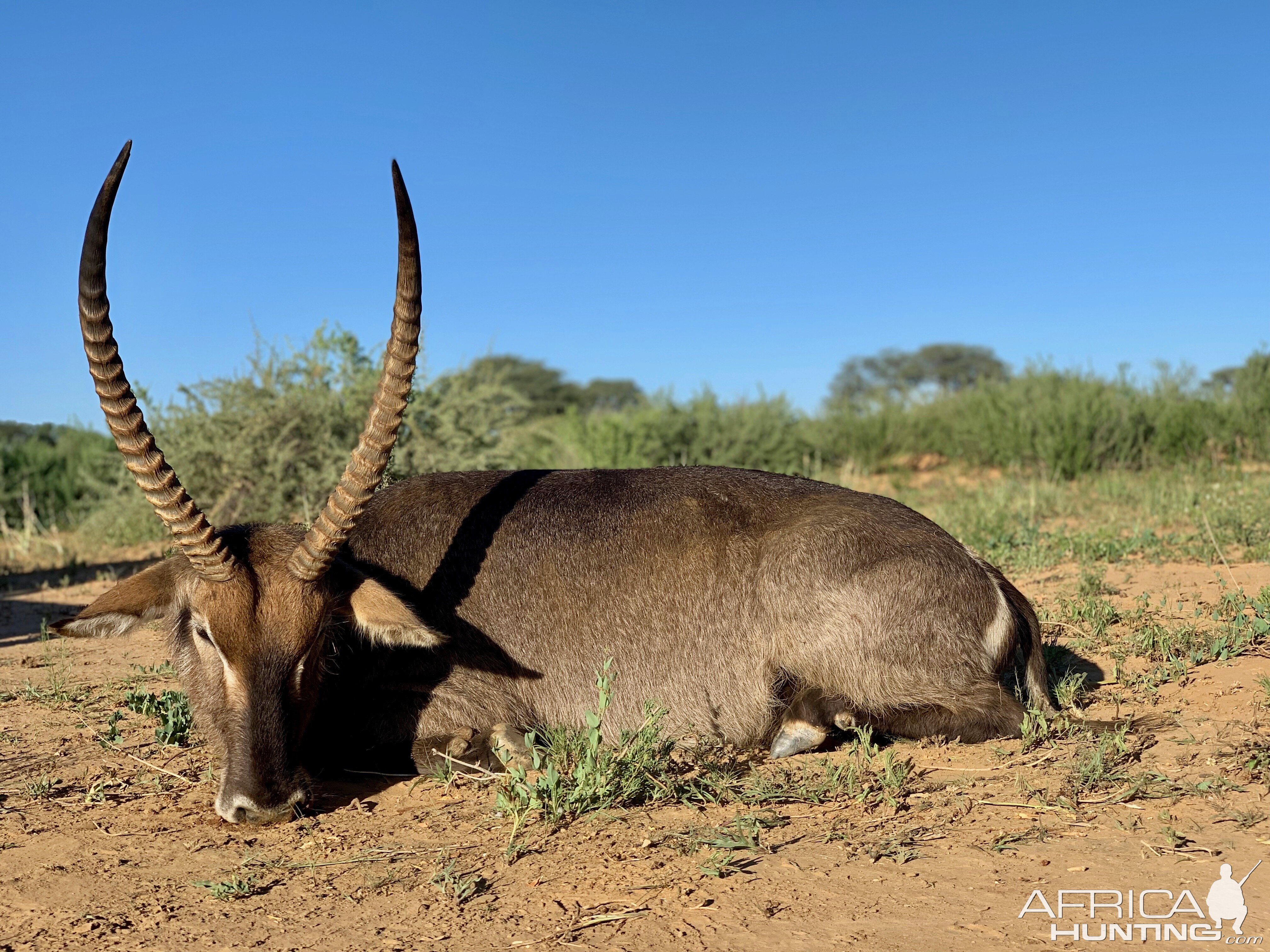 Waterbuck Hunt Namibia