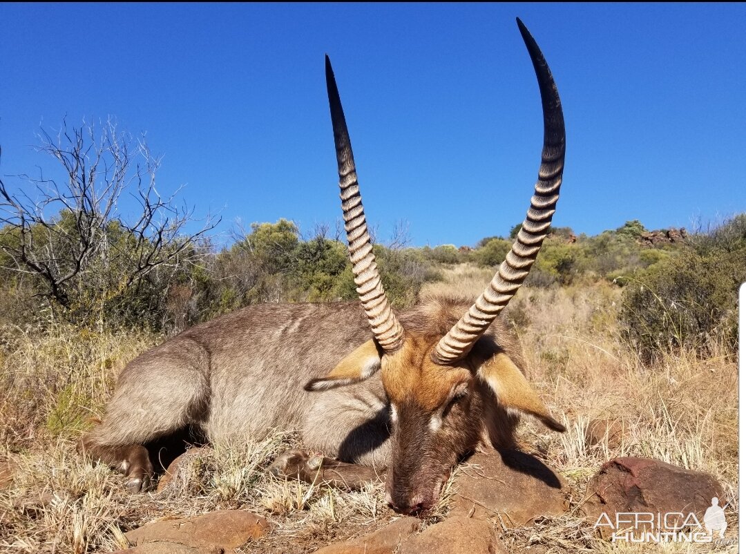 Waterbuck Hunt South Africa