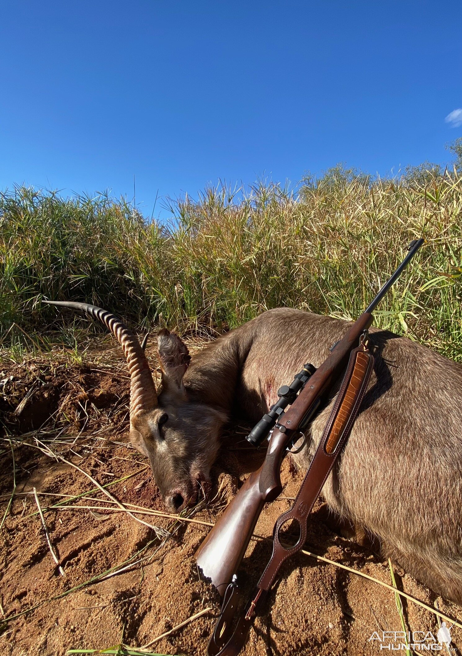 Waterbuck Hunt South Africa