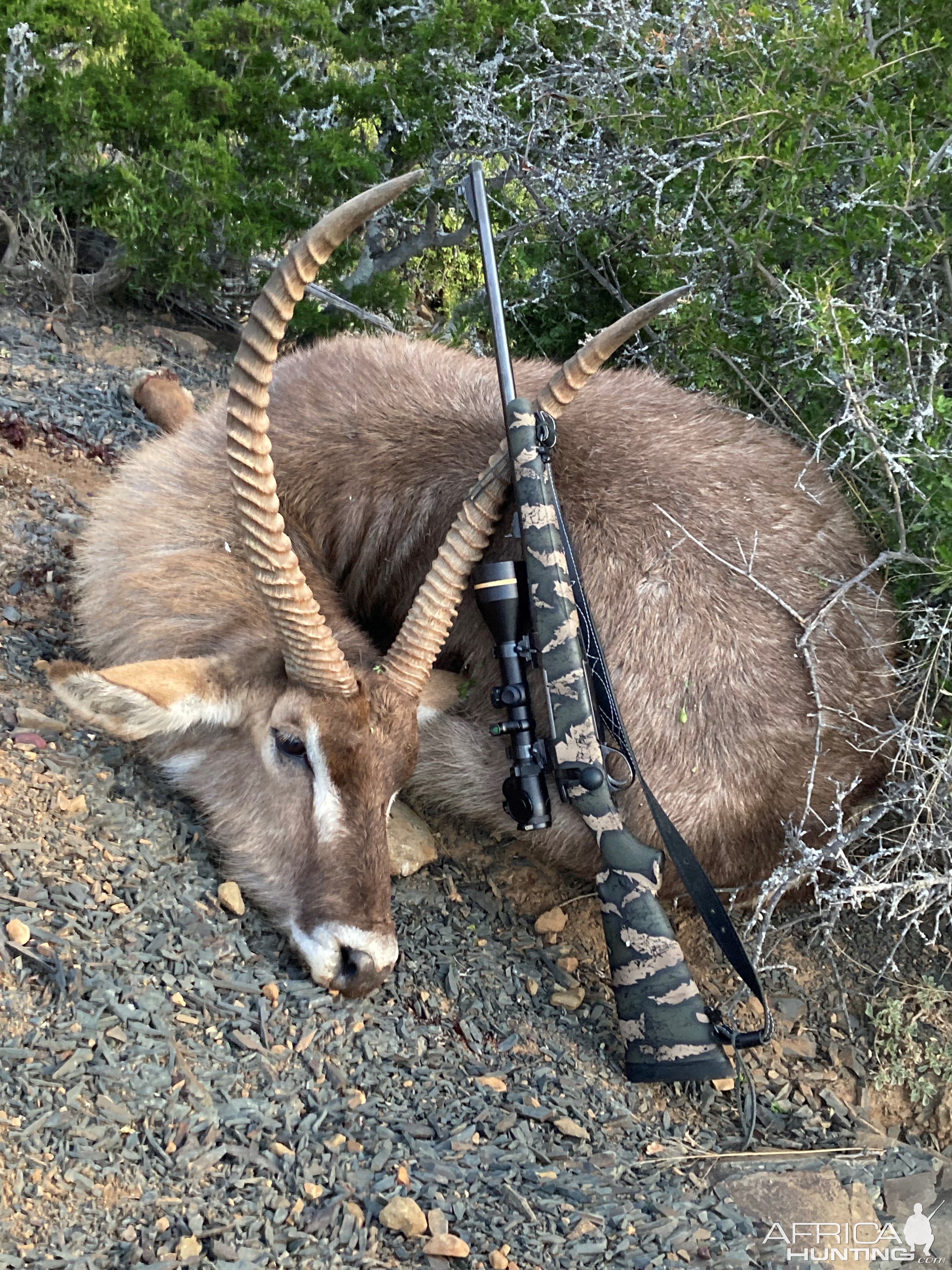 Waterbuck Hunt South Africa