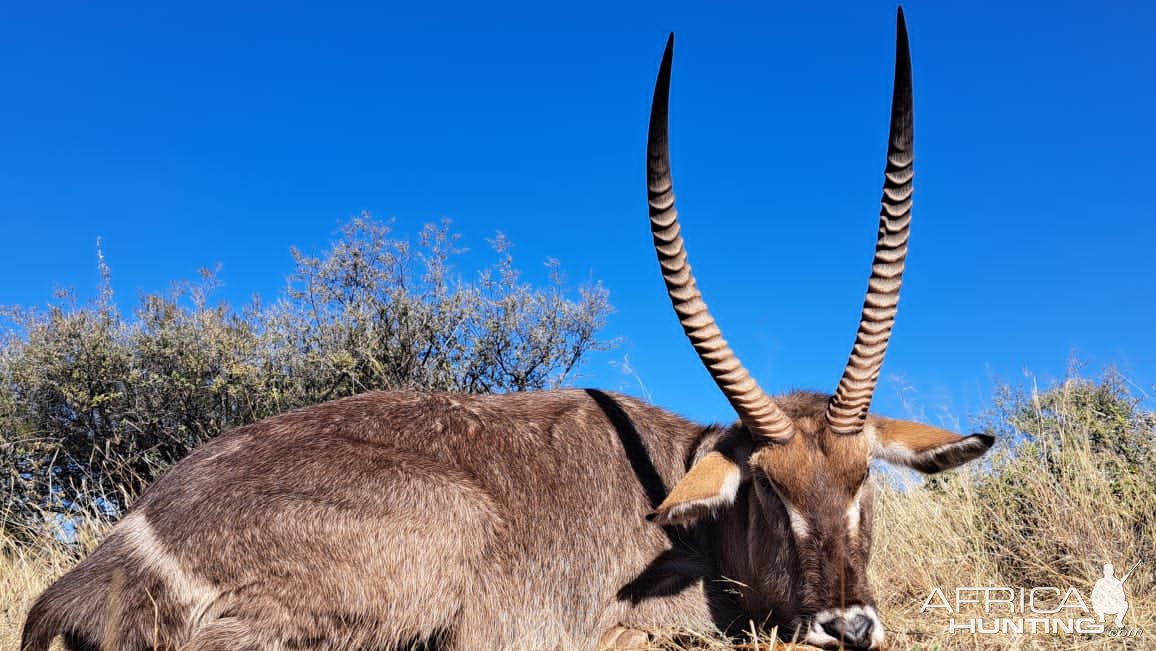 Waterbuck Hunt South Africa