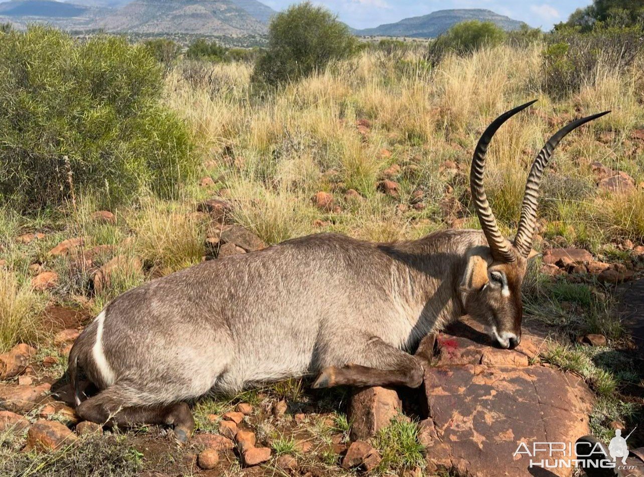 Waterbuck Hunt South Africa