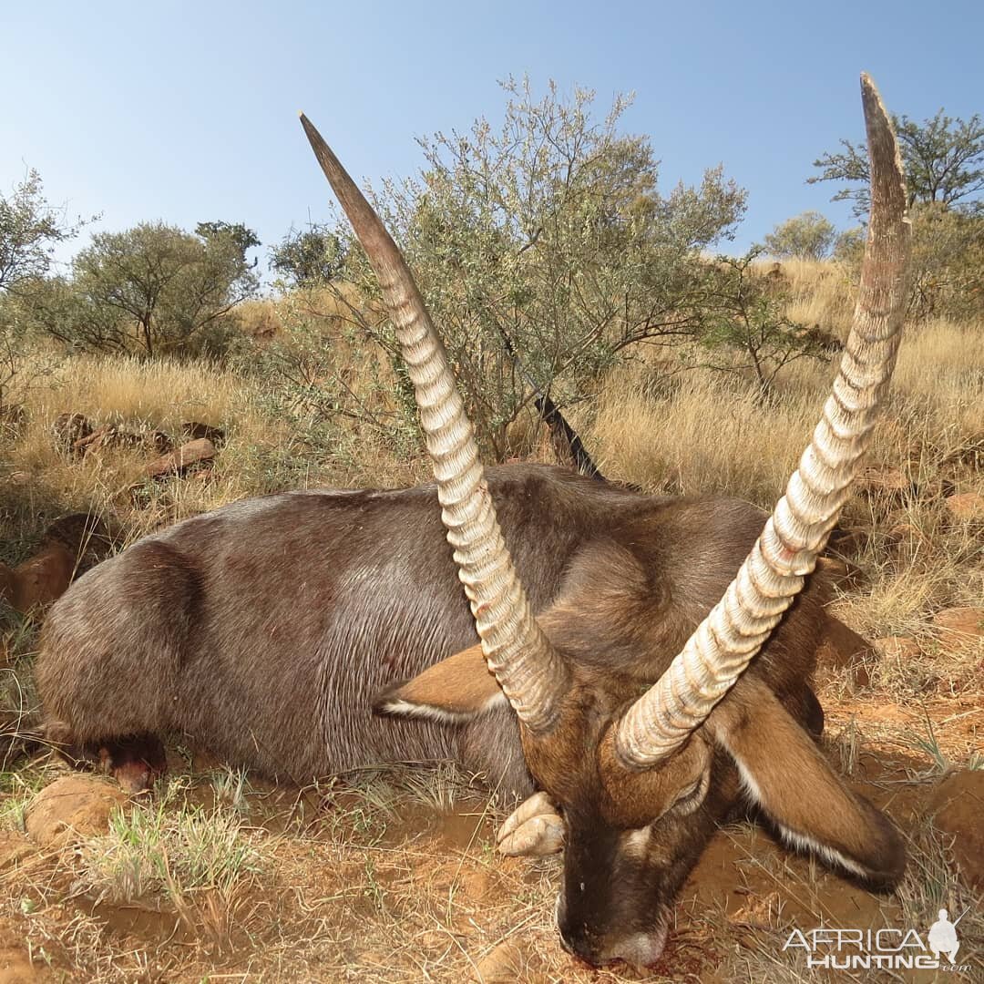 Waterbuck Hunt South Africa