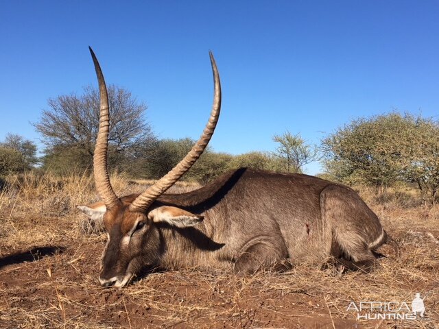 Waterbuck Hunt South Africa