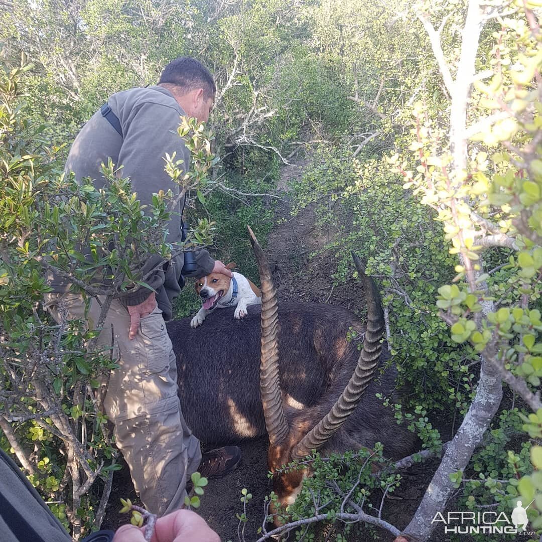 Waterbuck Hunt South Africa