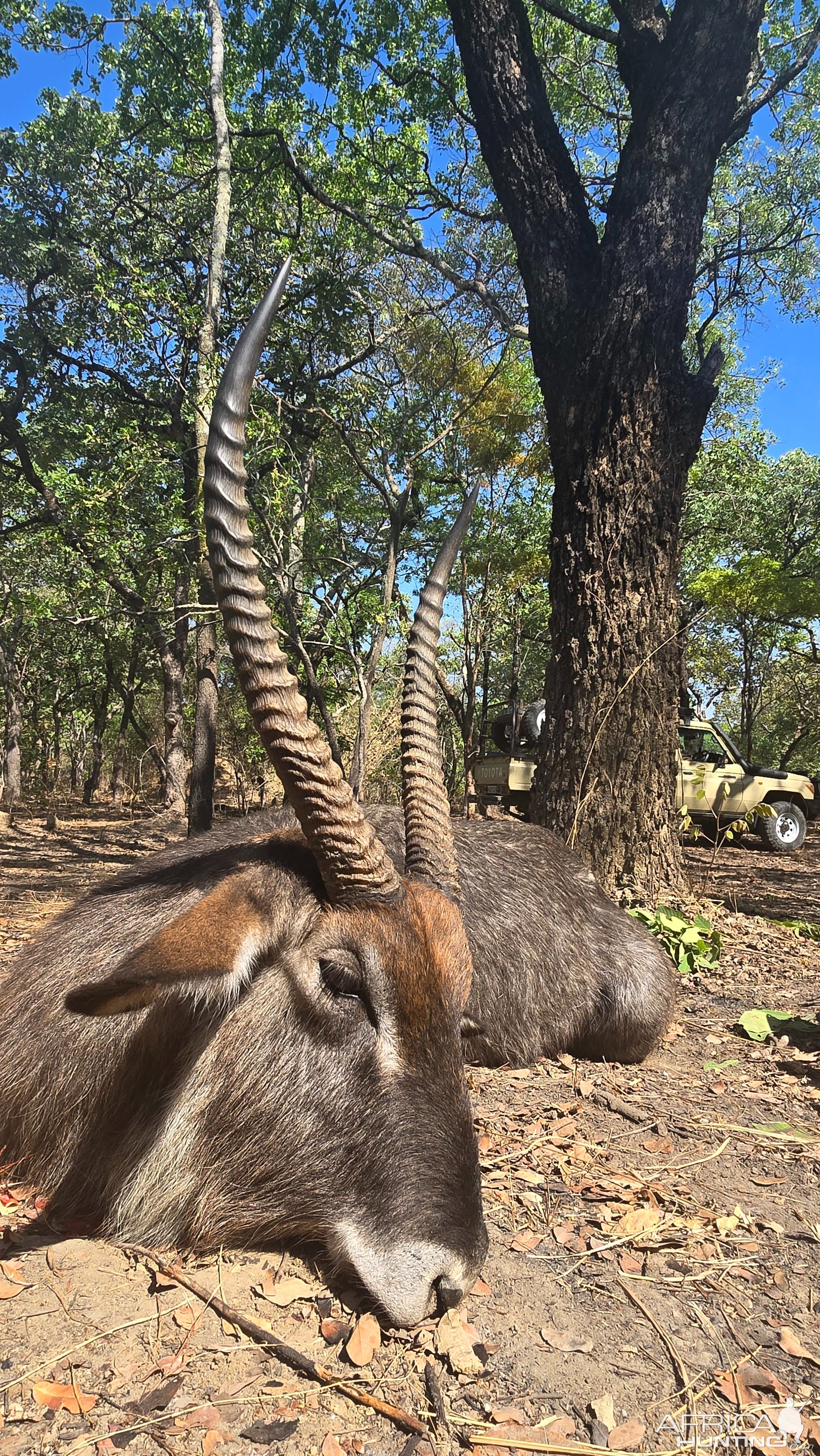 Waterbuck Hunt Takeri Reserve Zambia