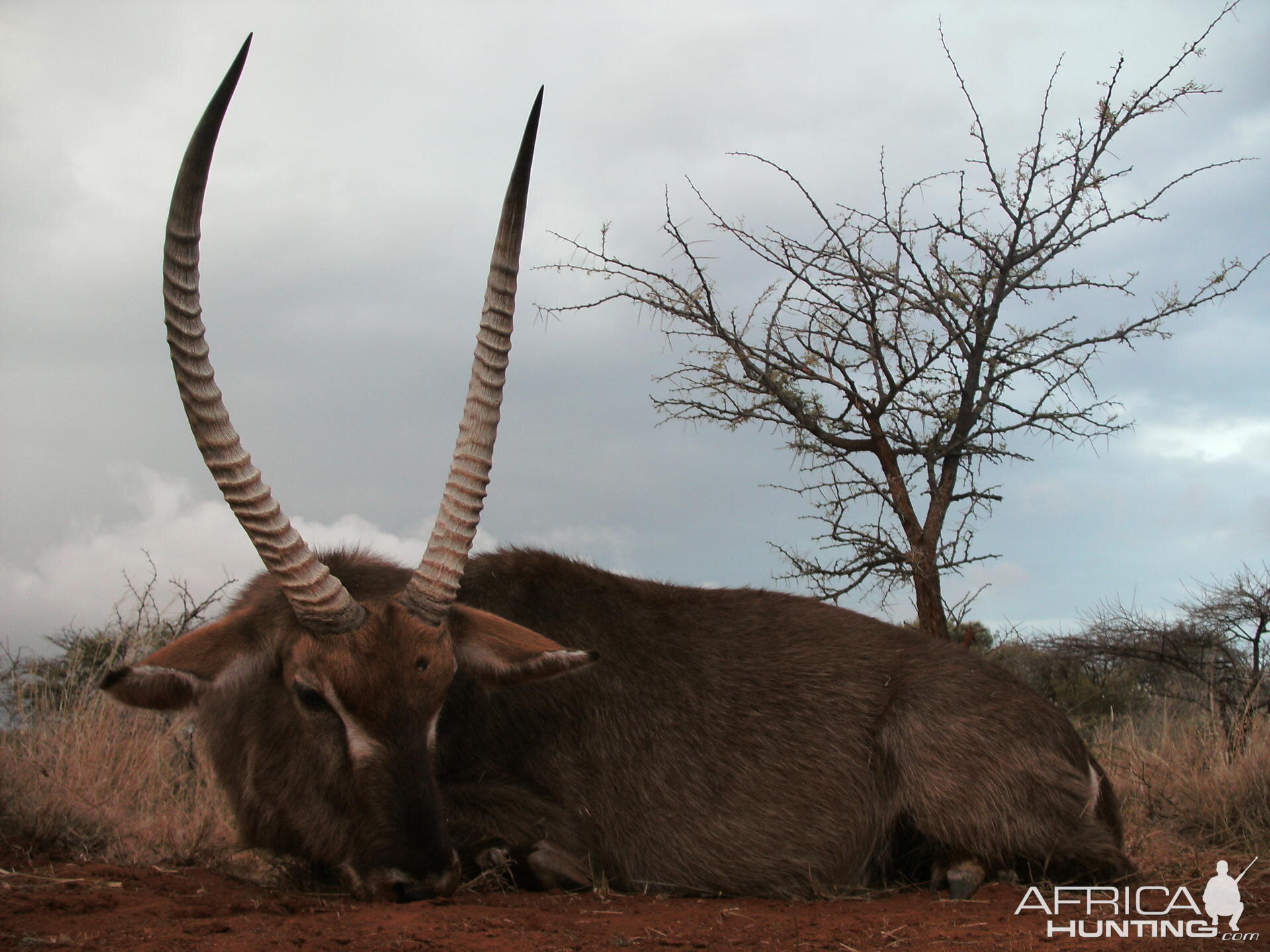 Waterbuck Hunt with HartzView Hunting Safaris in South Africa