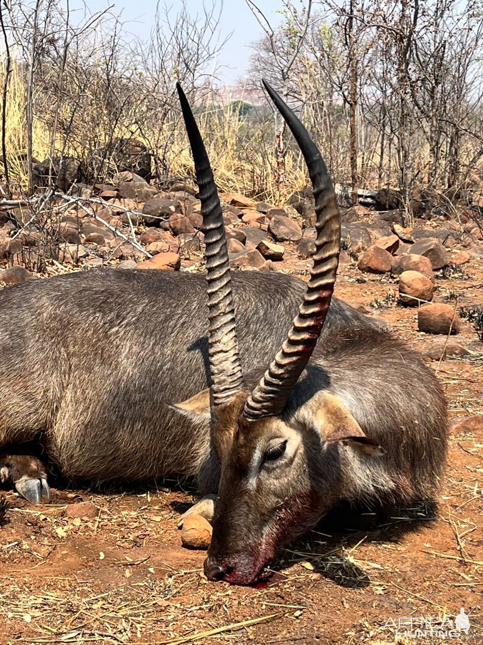 Waterbuck Hunt Zimbabwe